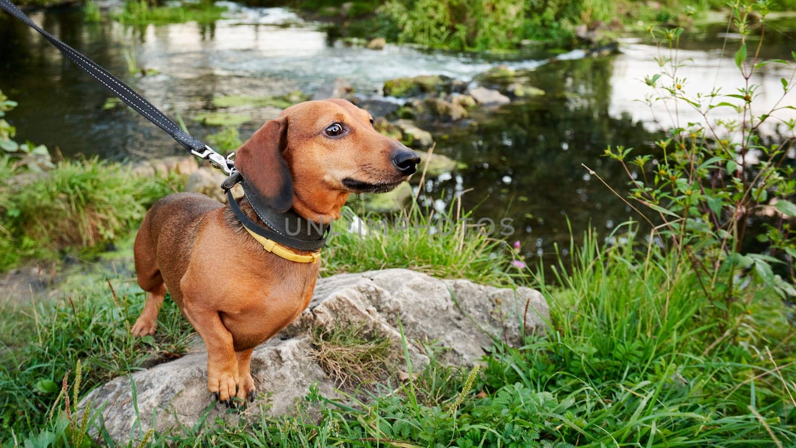 Miniature dachshund on a walk outside the city. Red dachshund sits on the bank of the river