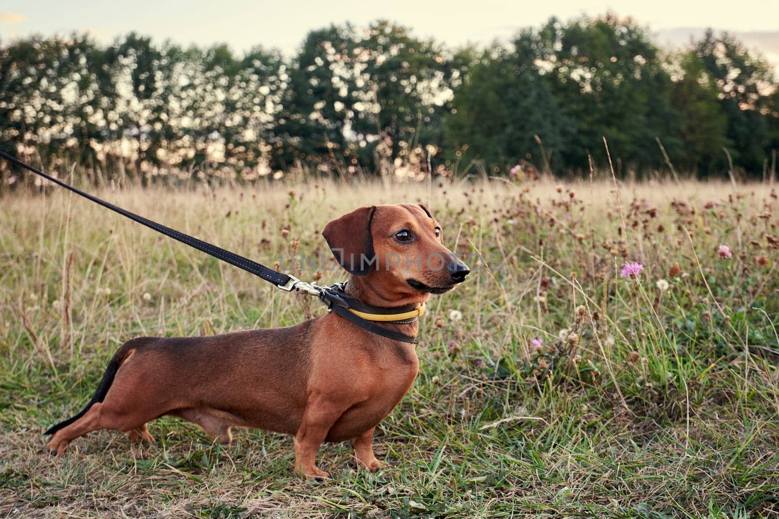 Miniature red dachshund on a leash. Close-up shot. Hunting dog stands in the grass