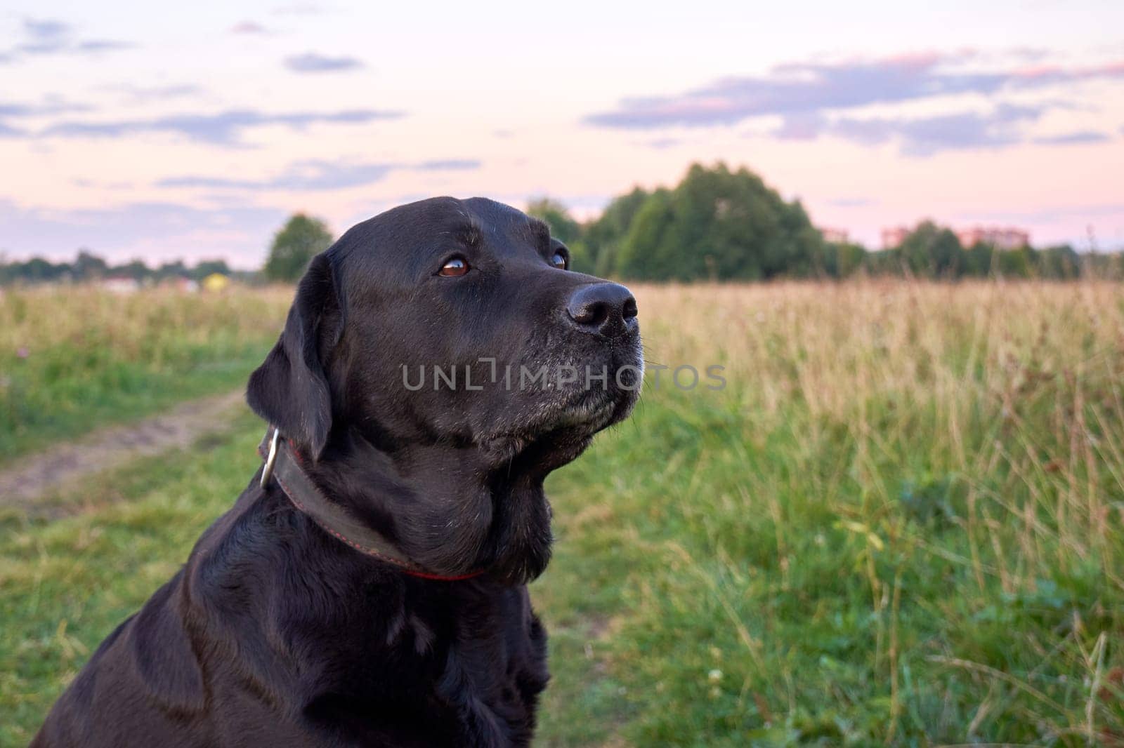 Portrait of a black labrador. Beautiful black labrador retriever on a walk in the field