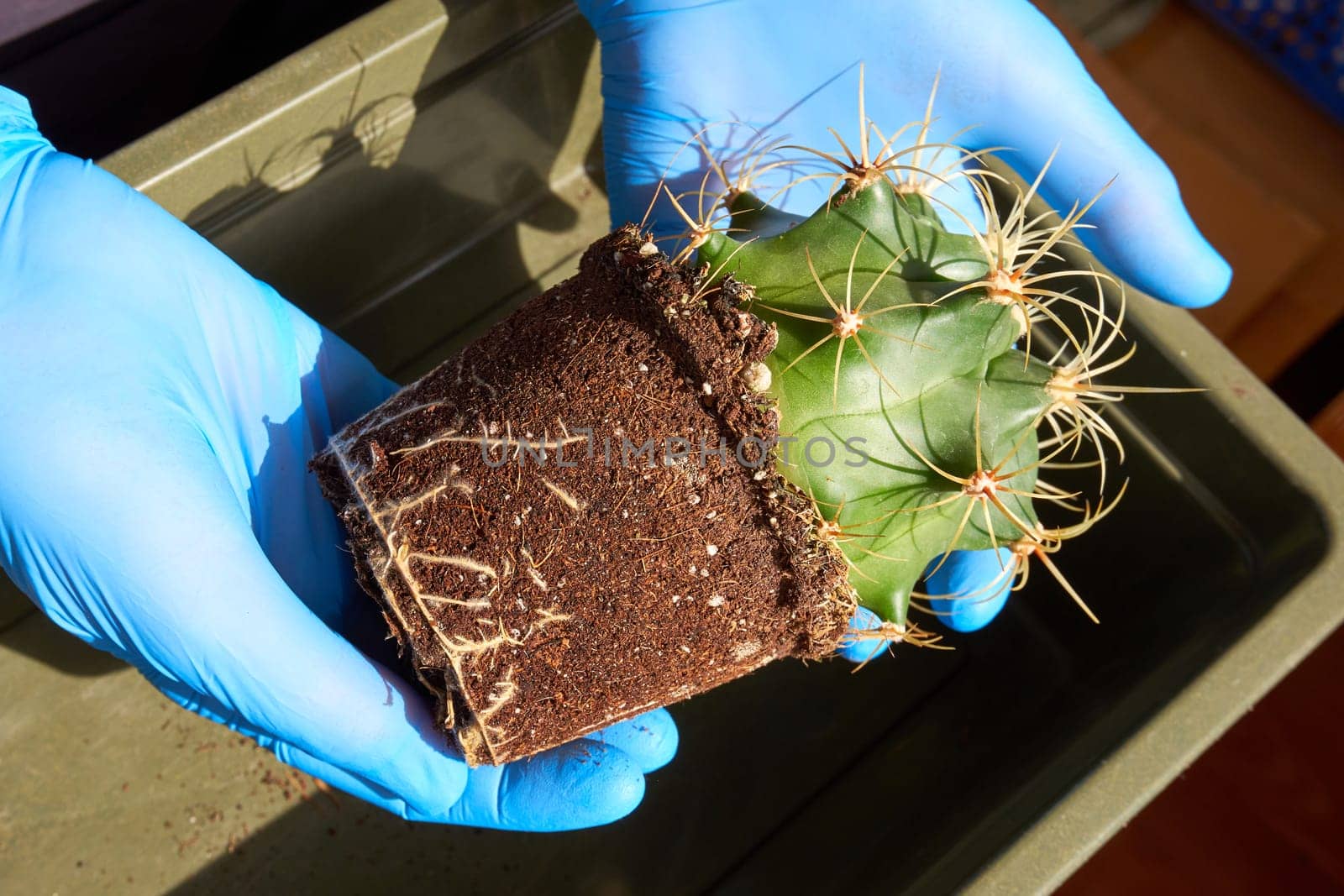 Transplanting houseplants. Prickly cactus without a pot in the hands