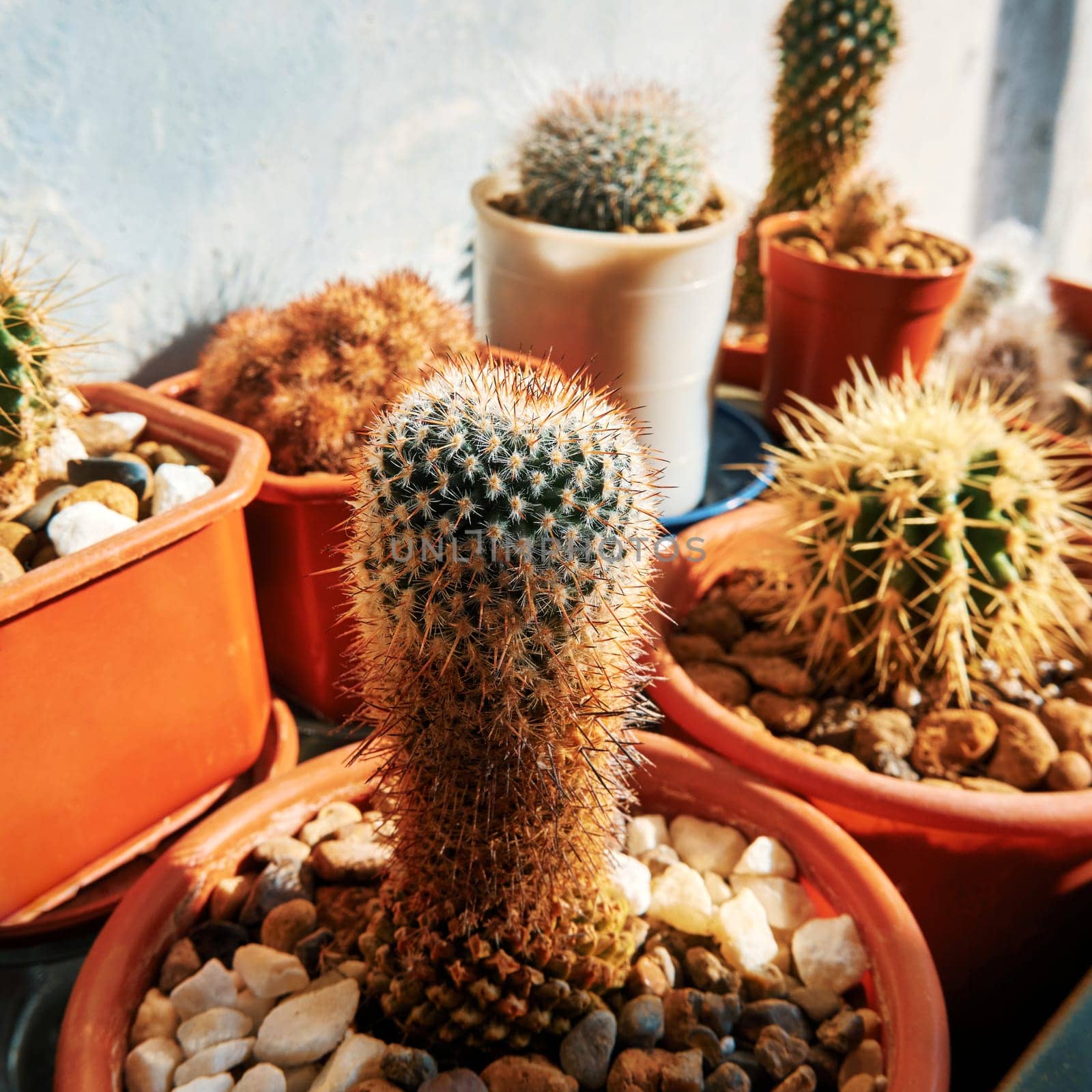 Small decorative cacti. Cactus in a pot close-up