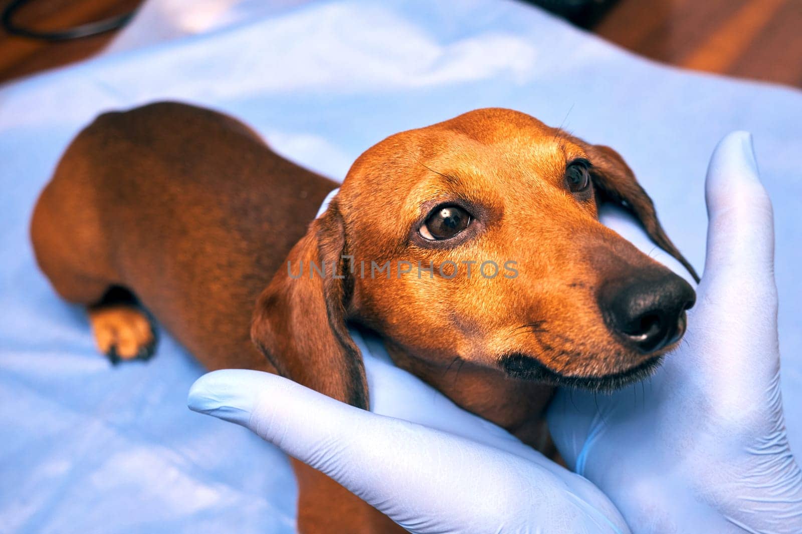 Examination of a dog in a veterinary clinic. Hands of a veterinarian in gloves holding a dog by the head