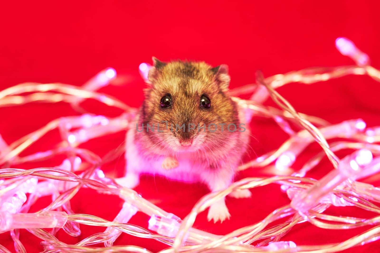 Cute fluffy hamster and holiday garland on red background