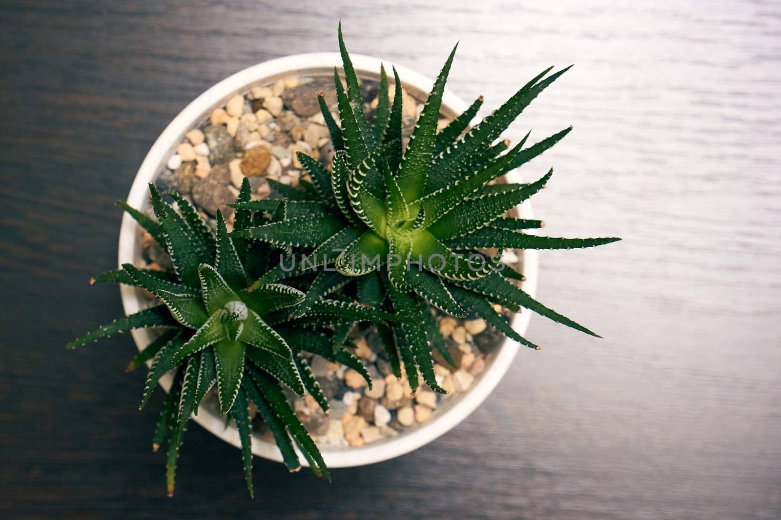 Haworthia in a flower pot top view