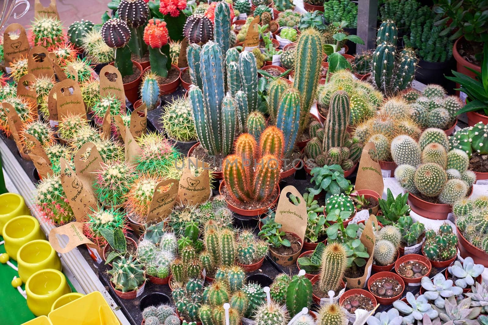 Variety of beautiful decorative cacti in a pot in a store