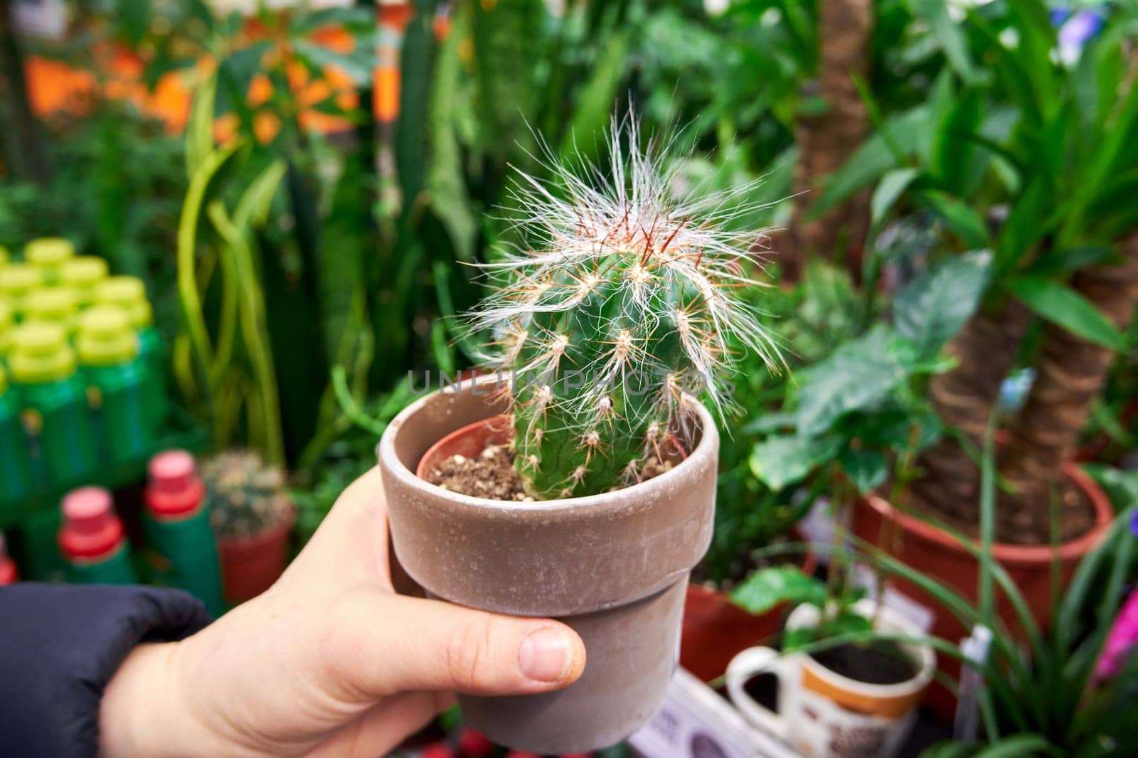 Buying a cactus in a flower shop. Pot with cactus in the buyer's hand close-up