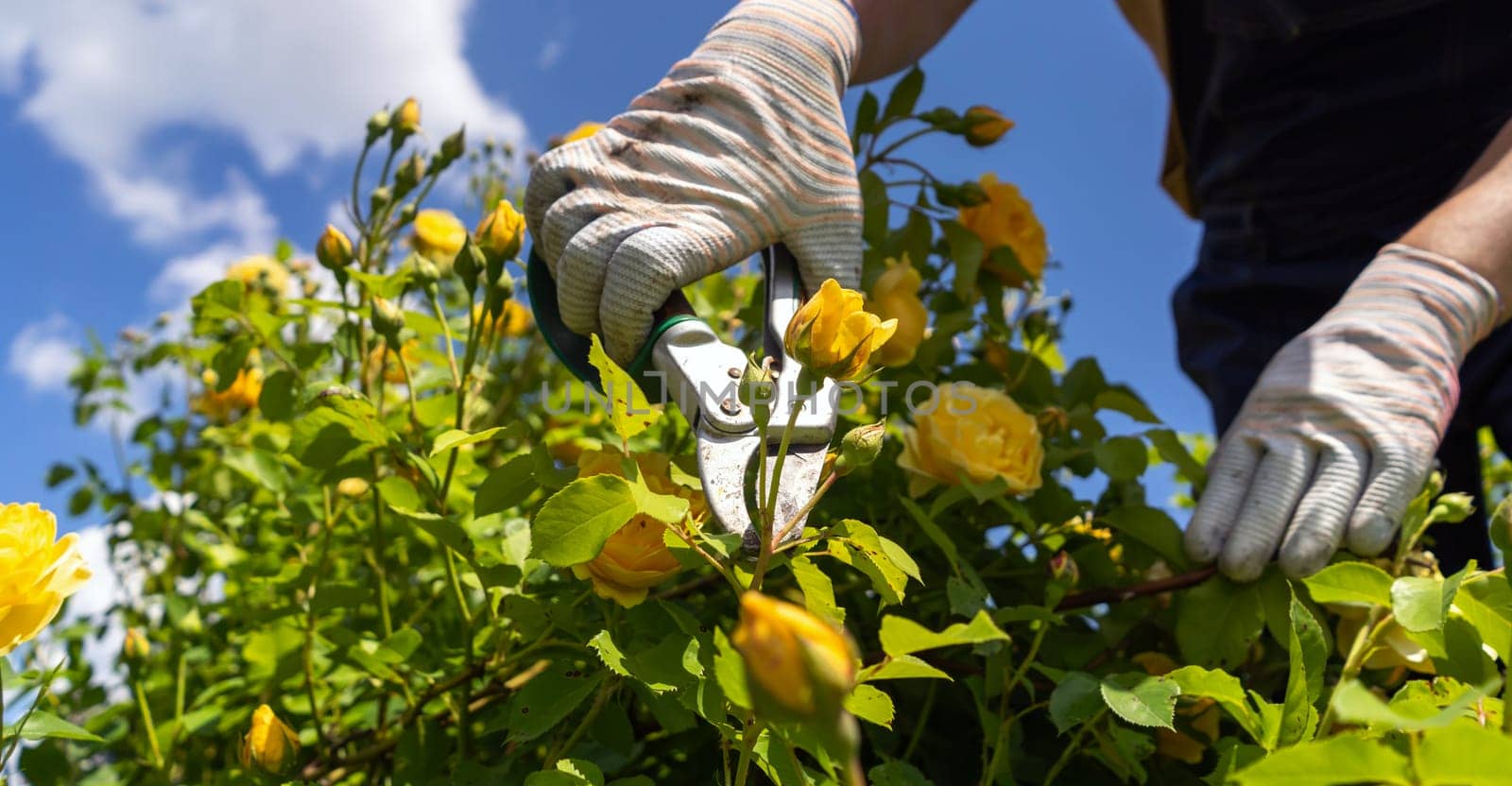 A young man is trimming a rose bush by africapink