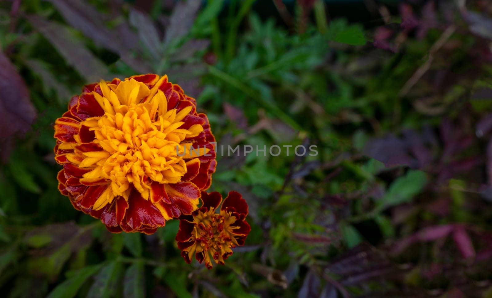 Marigold. Tagetes garden flowers in closeup shot. Ornamental yellow and orange petaled blossoms. Vibrant gardening image in spring. copy space, postcard
