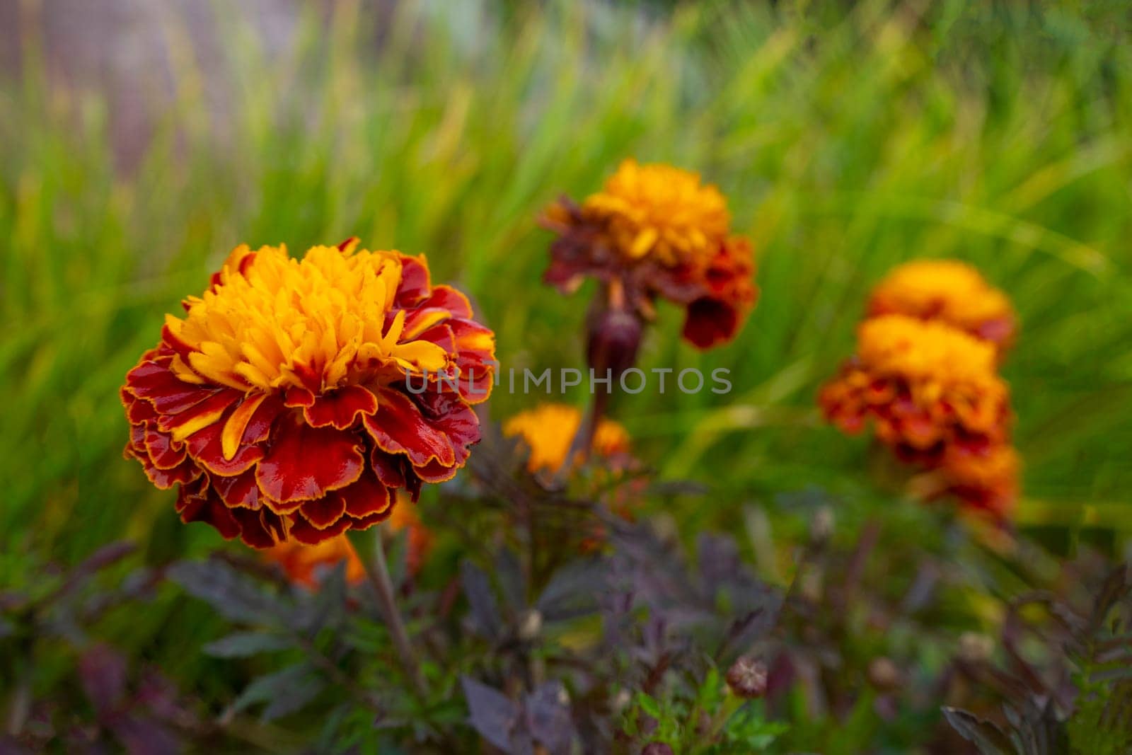 Marigold. Tagetes garden flowers in closeup shot. Ornamental yellow and orange petaled blossoms. Vibrant gardening image in spring. copy space, postcard