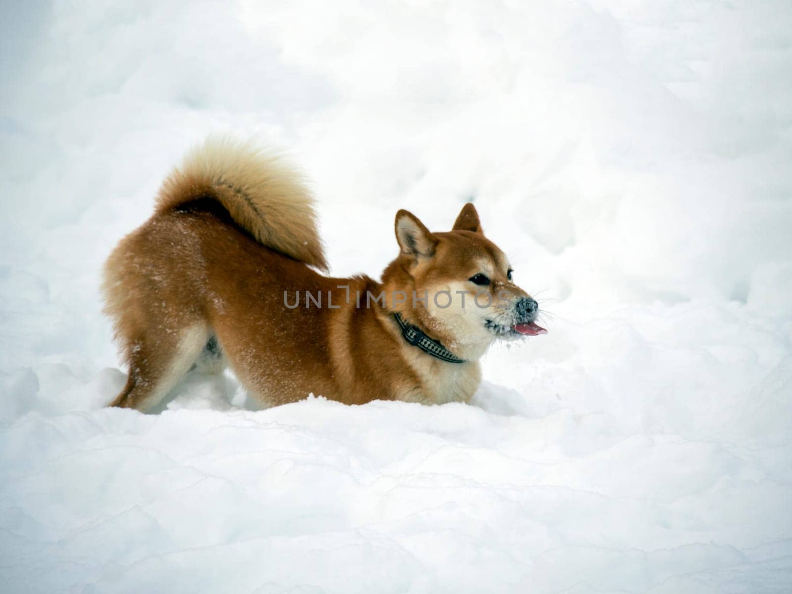 Japanese red coat dog is in winter forest. Portrait of beautiful Shiba inu male standing in the forest on the snow and trees background. High quality photo. Walk in winter