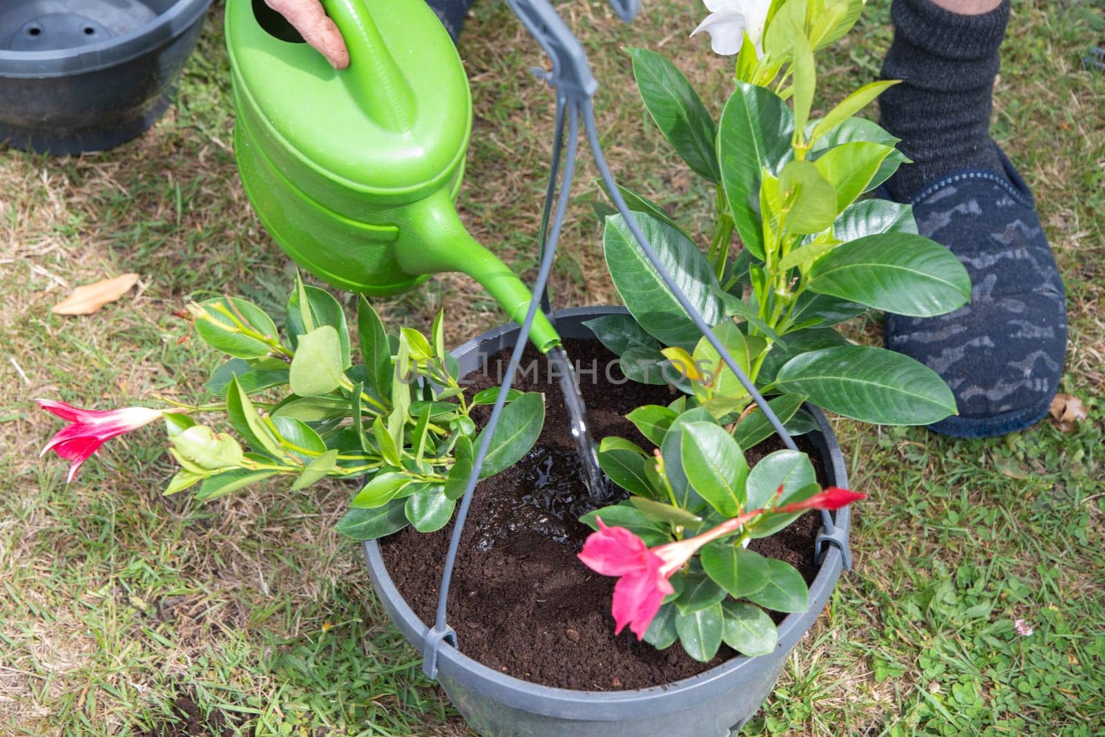 gardener watering transplanted mandevilla from watering can seasonal garden landscaping work in the garden, High quality photo