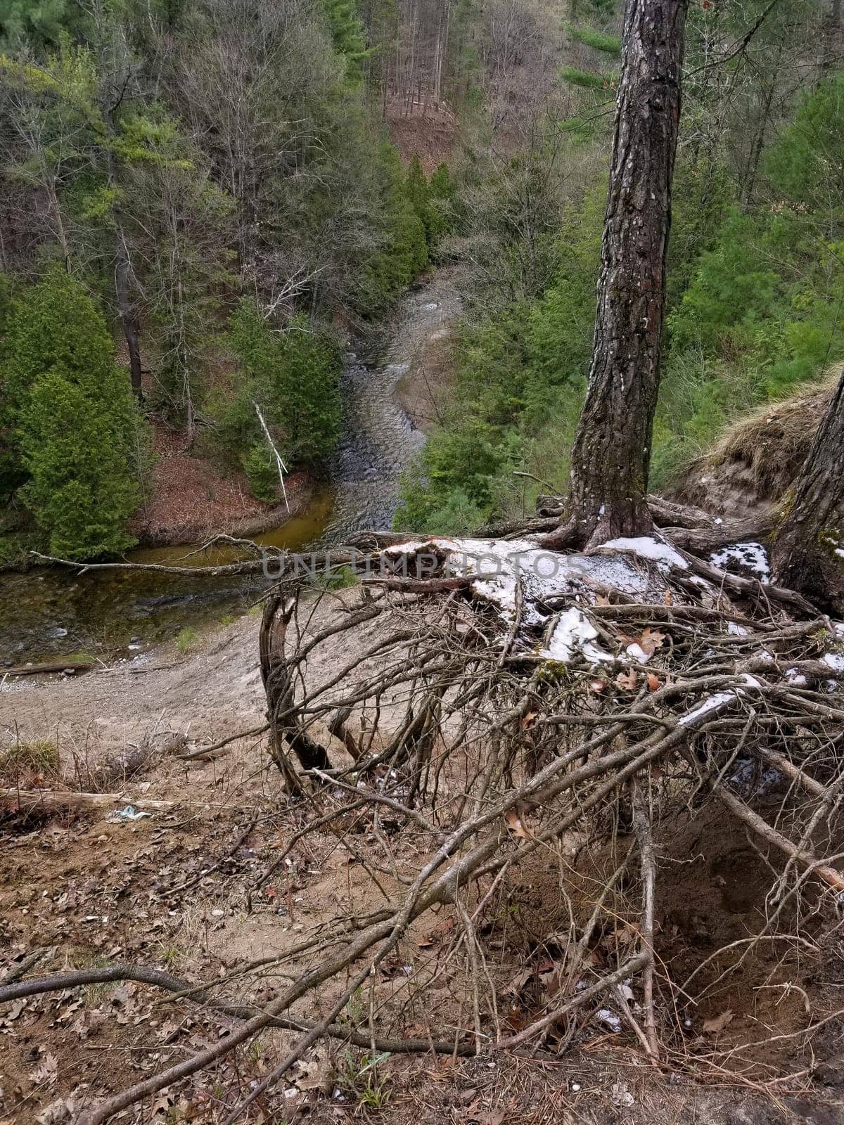 Severe Erosion along steep ravine above a river reveal the root systems of pine trees dusted in snow