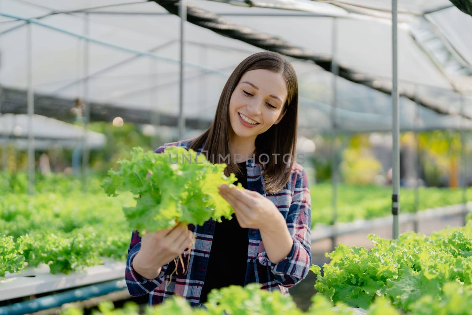 woman Farmer harvesting vegetable from hydroponics farm. Organic fresh vegetable, Farmer working with hydroponic vegetables garden. by Manastrong