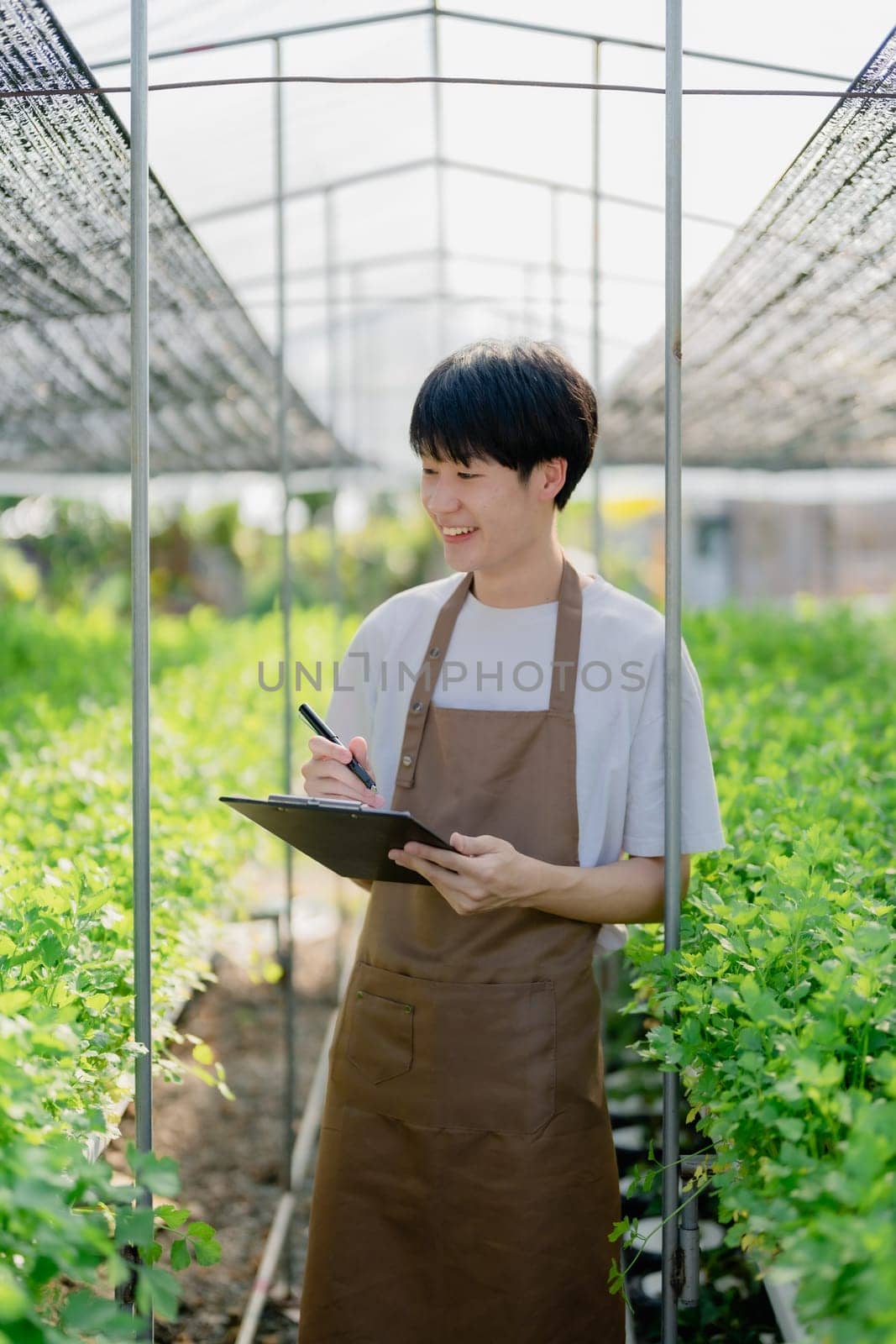 man Farmer harvesting vegetable and audit quality from hydroponics farm. Organic fresh vegetable, Farmer working with hydroponic vegetables garden harvesting, small business concepts