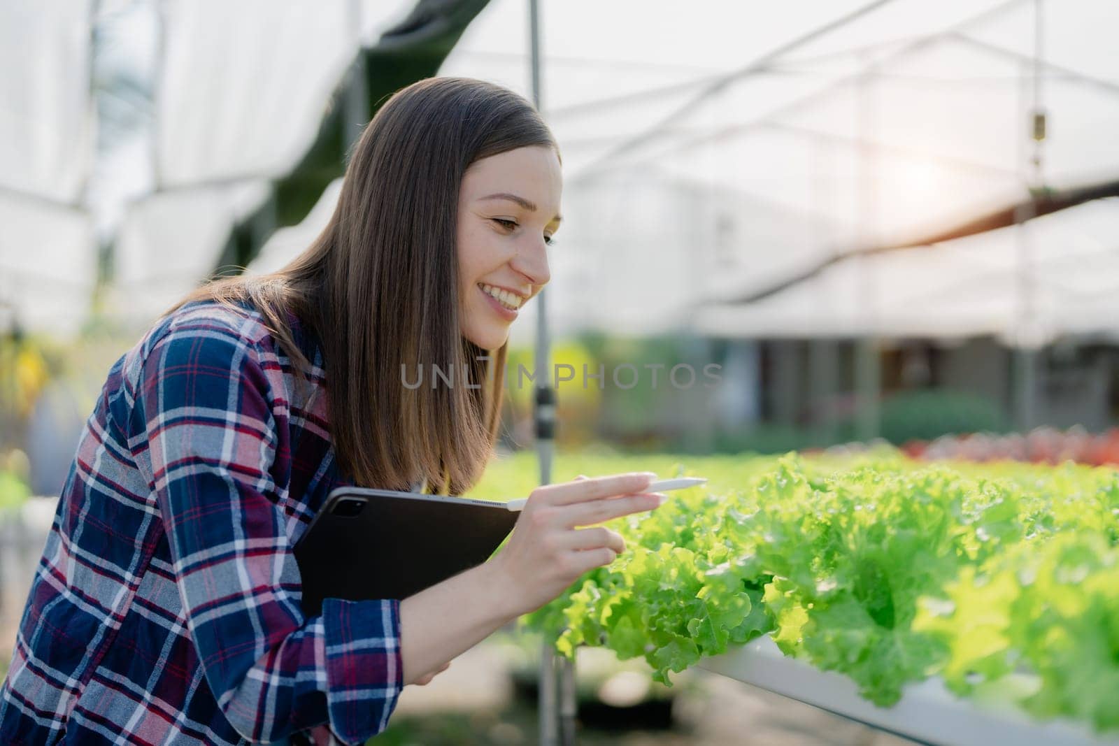 woman Farmer harvesting vegetable from hydroponics farm. Organic fresh vegetable, Farmer working with hydroponic vegetables garden