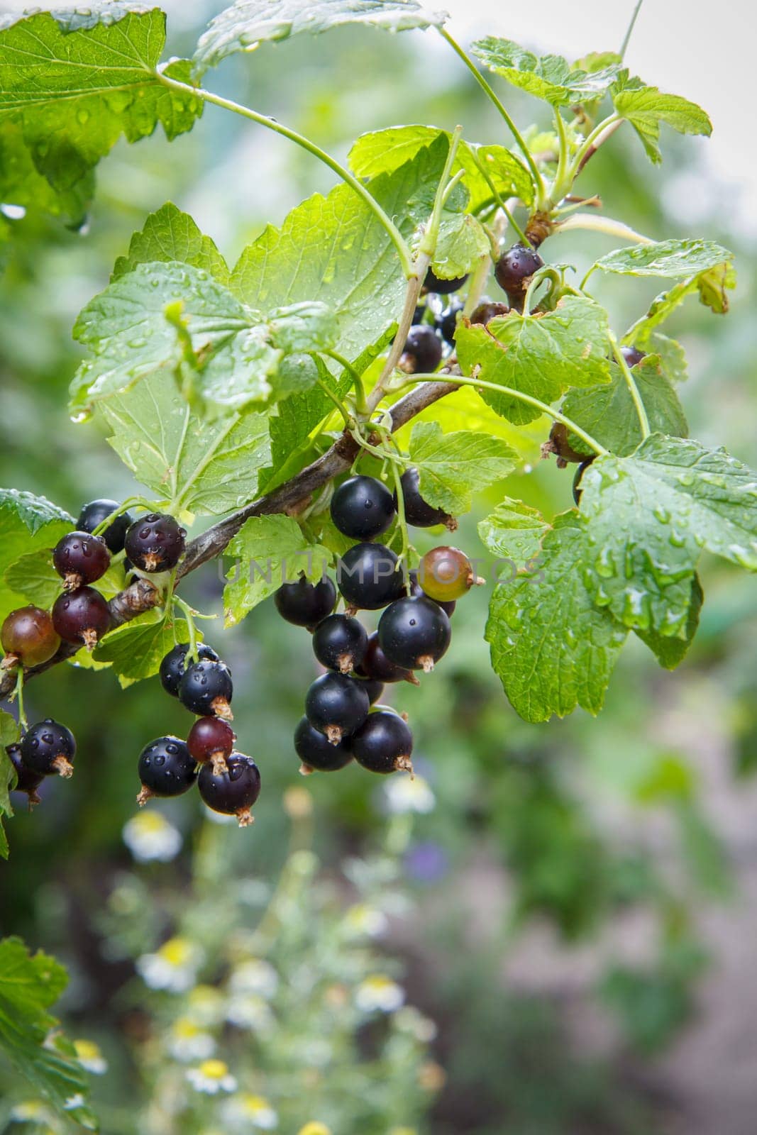 Branch of black currant with berries in garden in summer day with blurred natural background.
