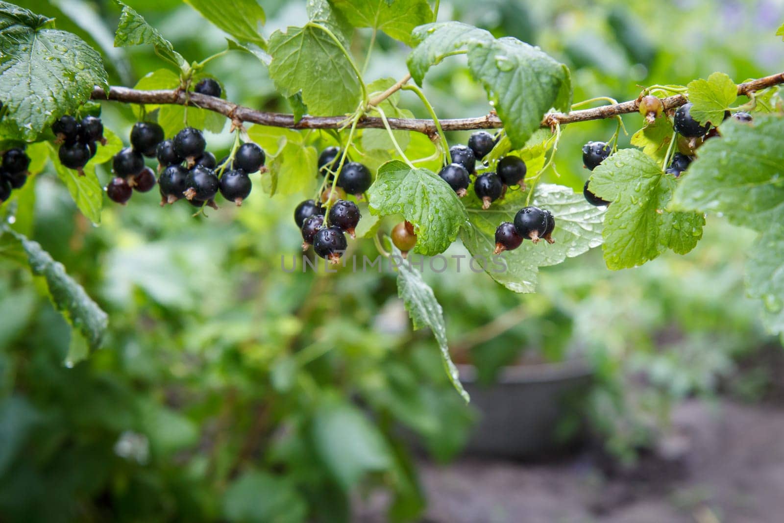 Branch of black currant with berries in garden in summer day with blurred natural background.