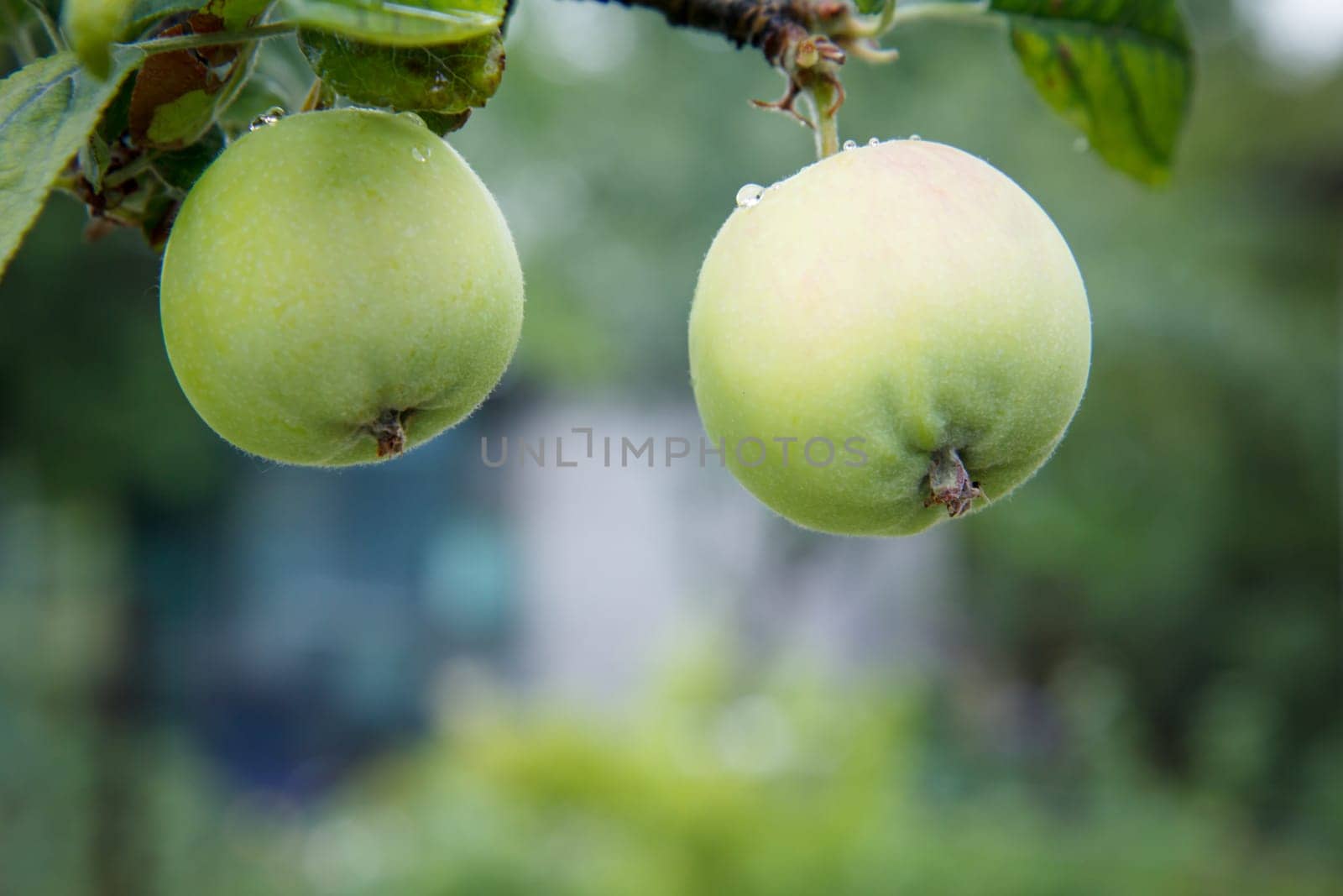 Close-up view of green unripe apples on the tree in the garden in summer day with natural blurred background. Shallow depth of field.