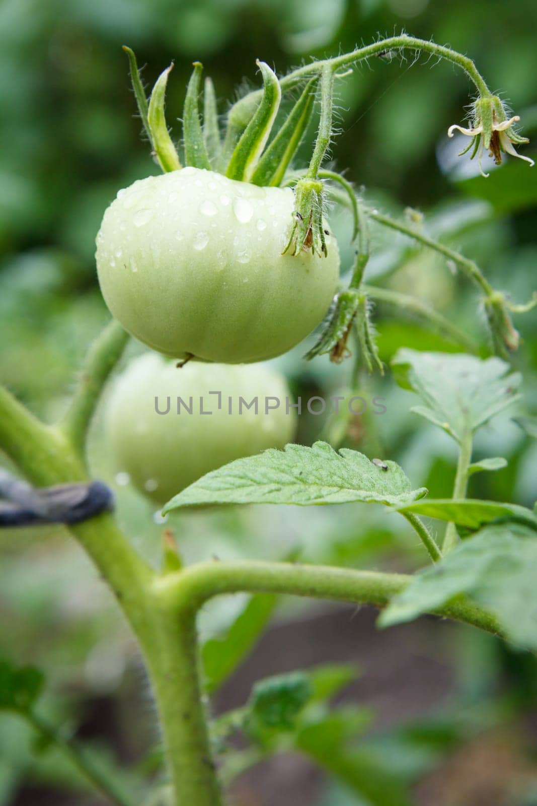 Unripe green tomatoes growing on bush in the garden. Cultivation of tomatoes in a greenhouse.