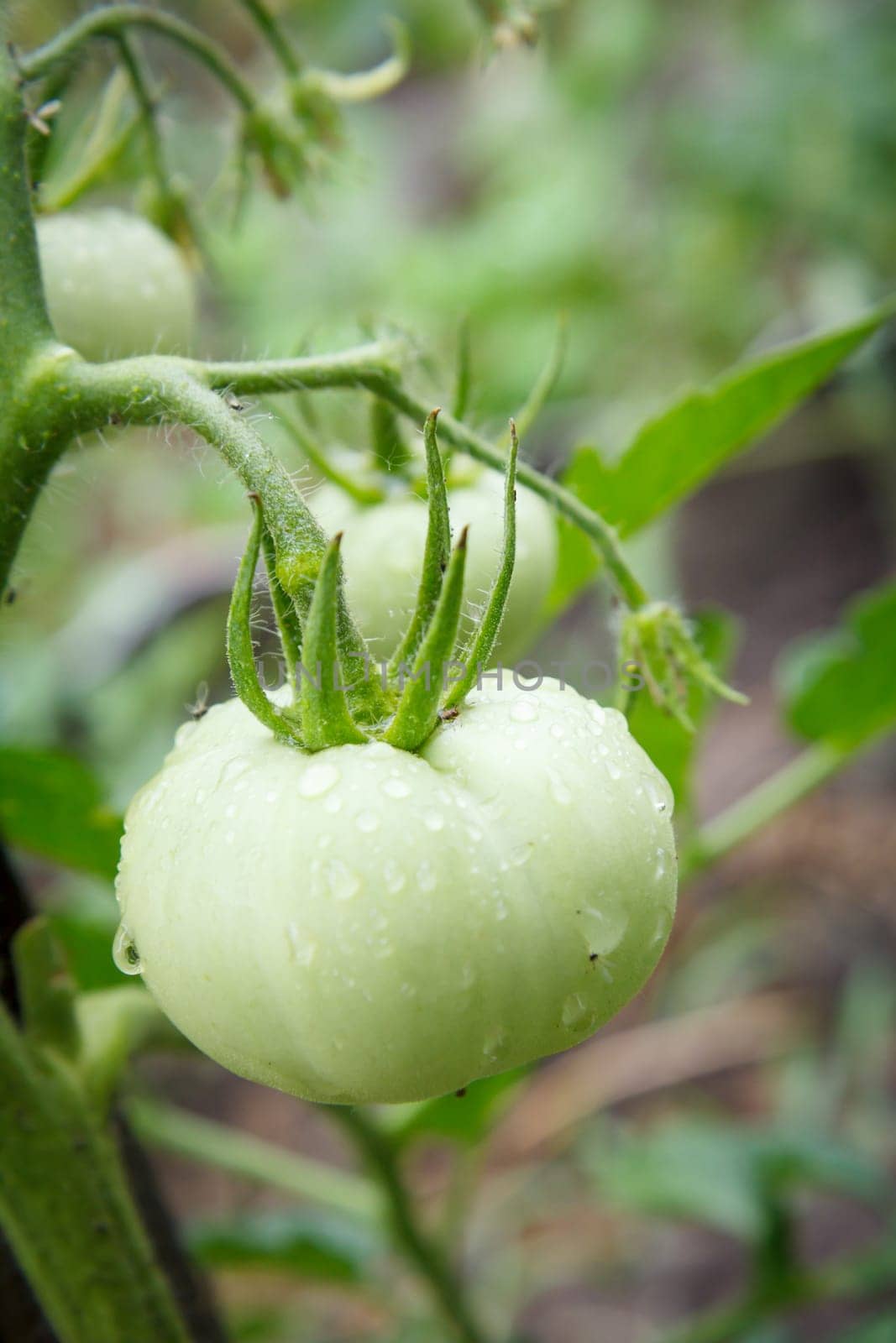 Unripe green tomato growing on bush in the garden. Cultivation of tomatoes in a greenhouse.