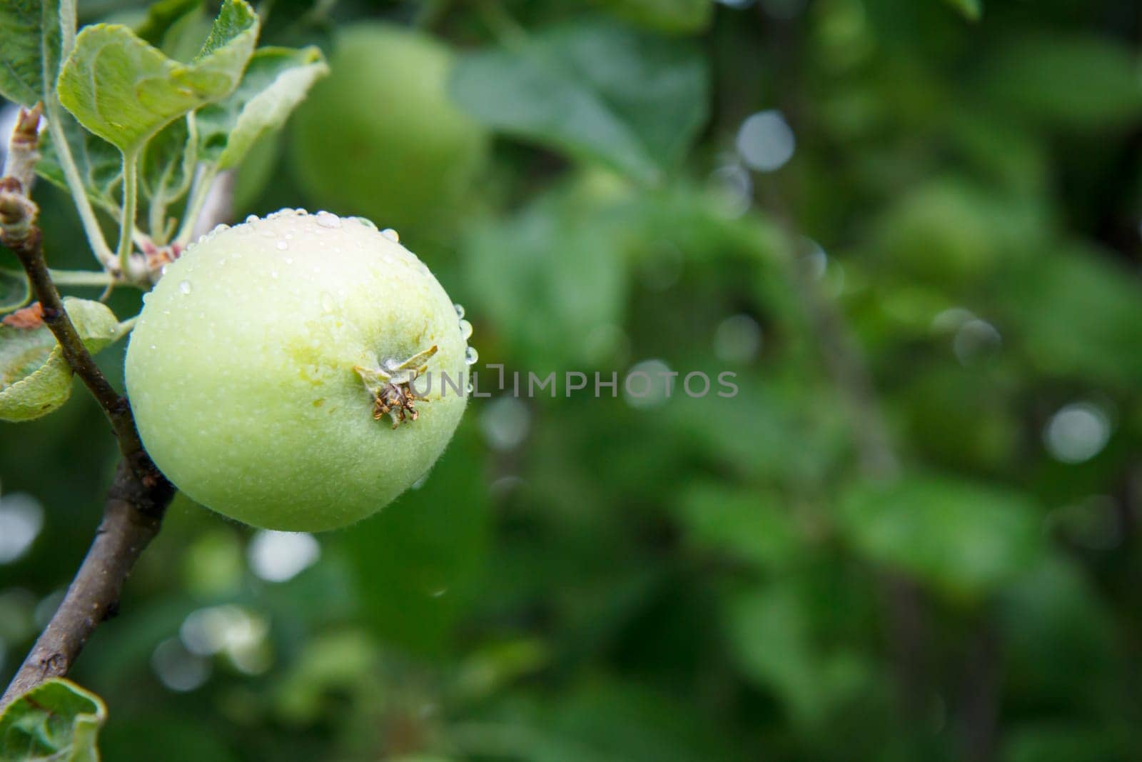 Close-up view of green unripe apple on the tree in the garden in summer day with natural blurred background. Shallow depth of field.