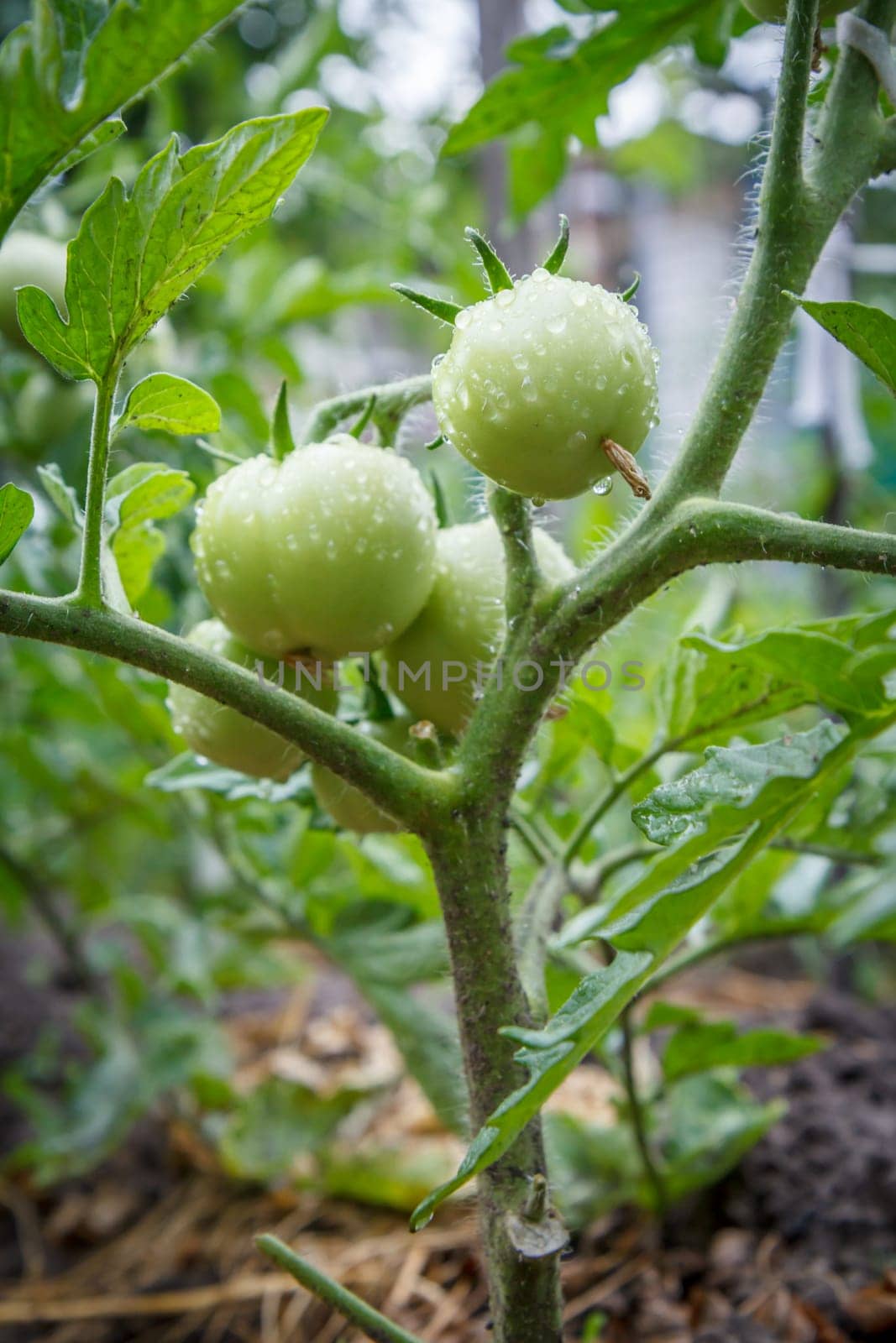 Unripe green tomatoes growing on bush in the garden. Cultivation of tomatoes in a greenhouse.