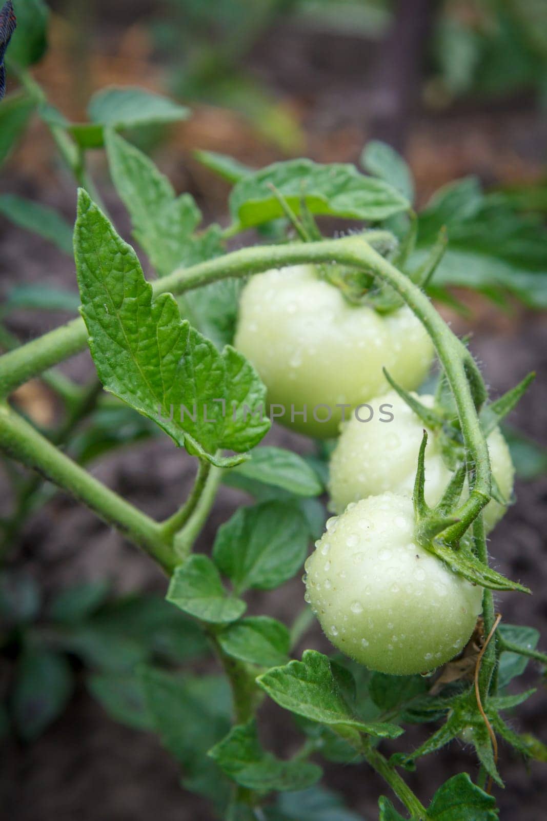 Unripe green tomatoes growing on bush in the garden. Cultivation of tomatoes in a greenhouse.