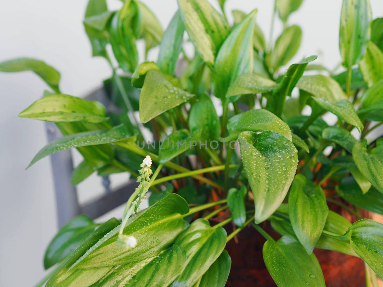 Botanical background with homemade perennial plant Drimiopsis spotted bulbous. It has oblong leaves with characteristic spots on them.