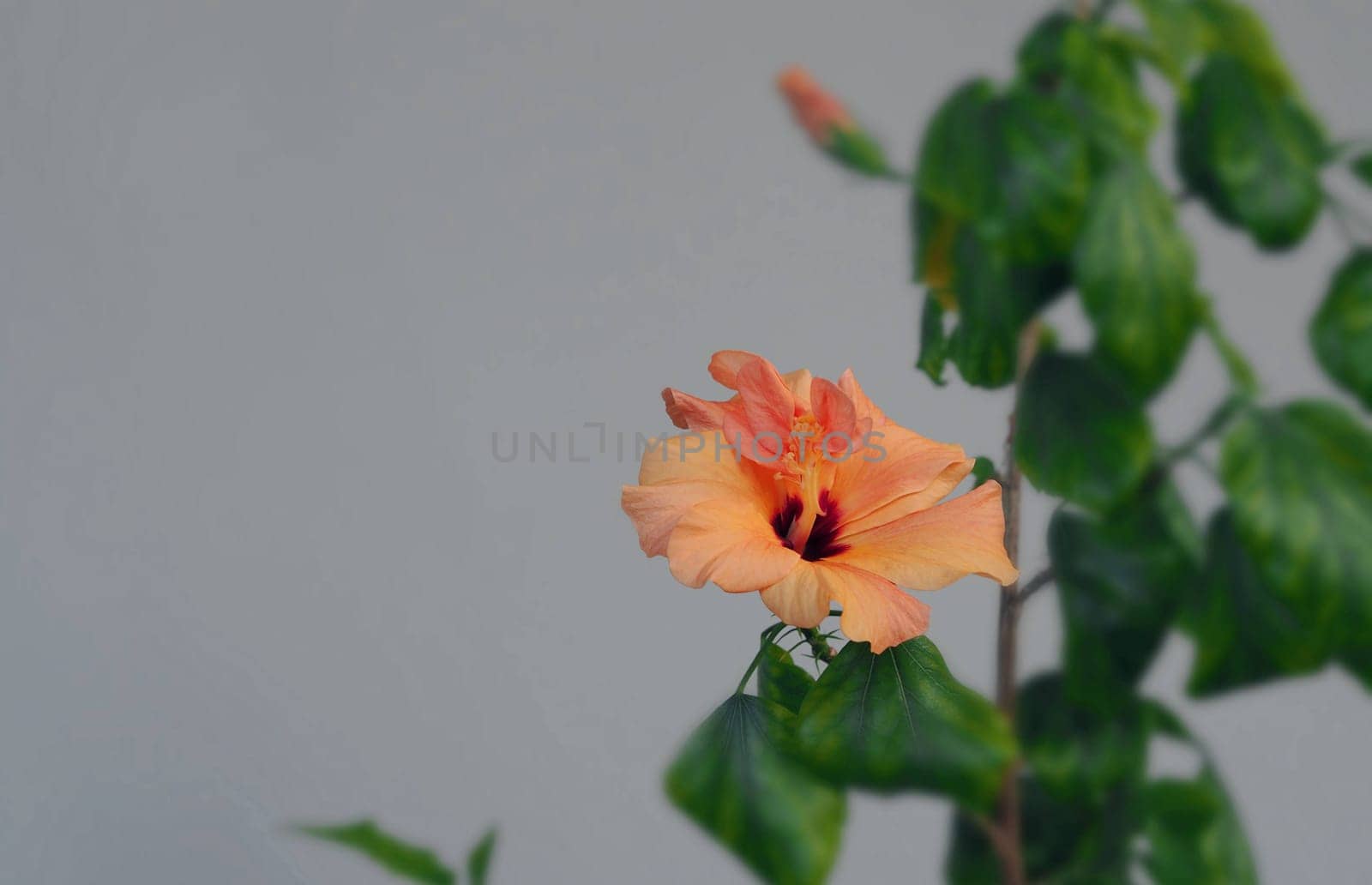 Orange hibiscus flower on a gray background, grown at home in winter. Commonly called tea rose or China rose. Botanical background.
