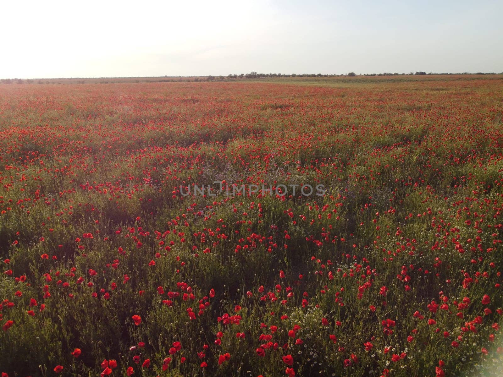 Red poppies field. Aerial view on large field of red poppies and green grass at sunset. Beautiful field scarlet poppies flowers in motion blur. Glade of red poppies. Papaver sp. Nobody