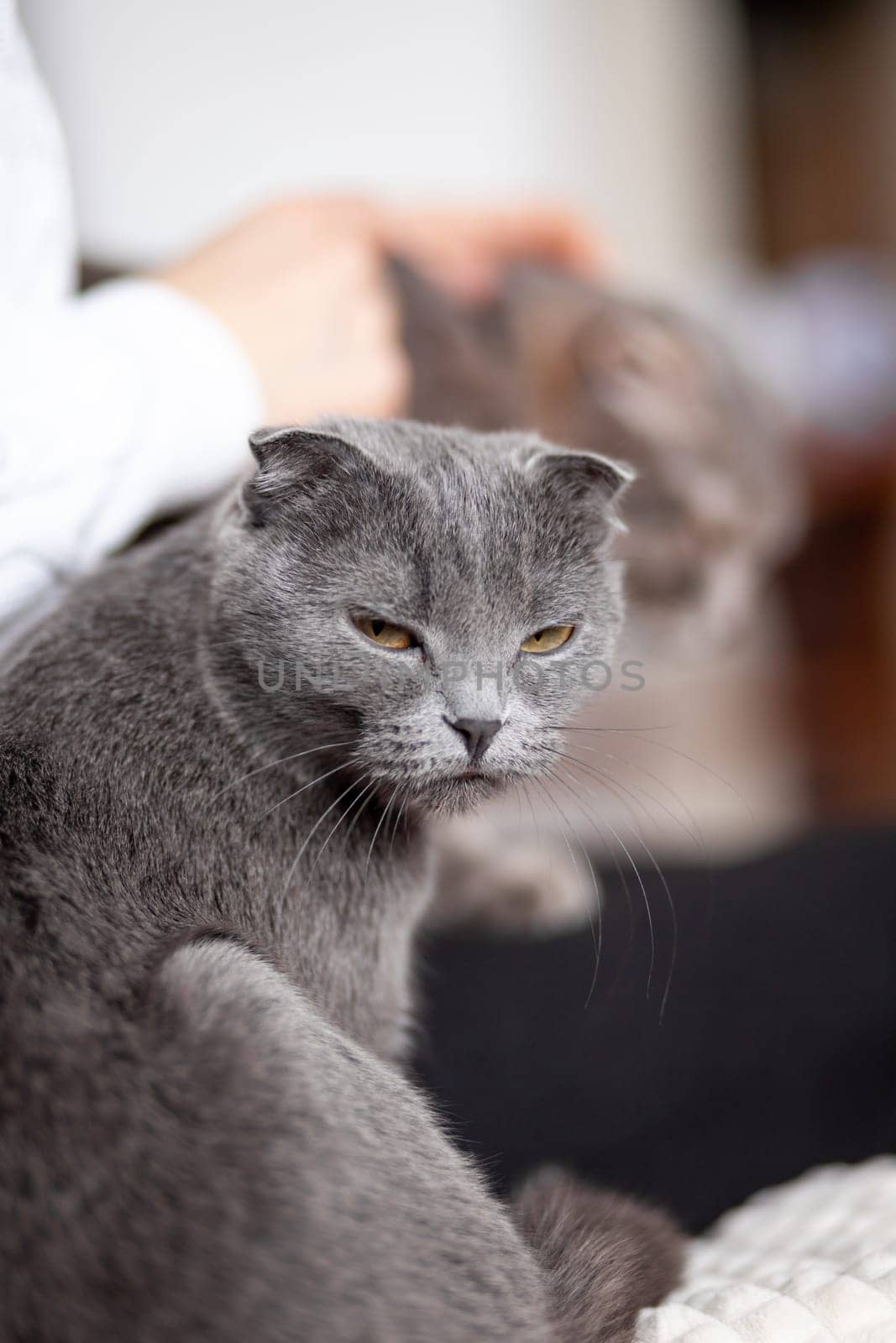 Beautiful striped gray cat. A domestic cat is lying on the sofa. A cat in a home interior. Image for veterinary clinics, websites about cats. selective focus