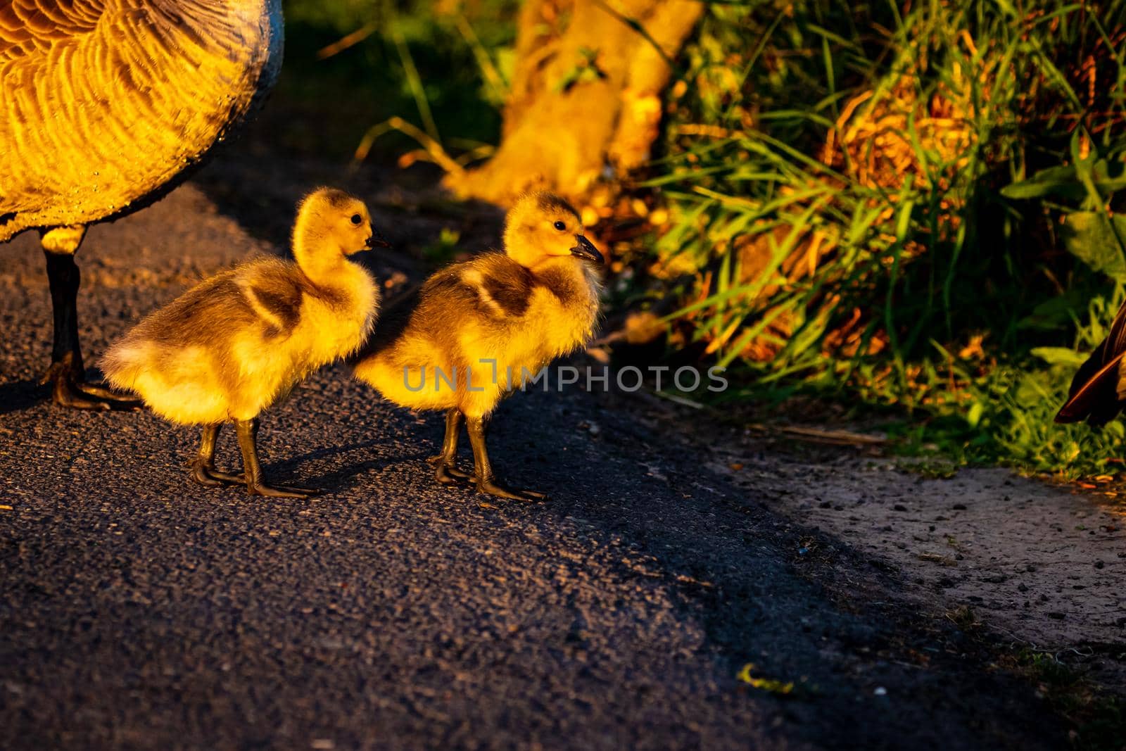 Young yellow Canada geese walking by gepeng