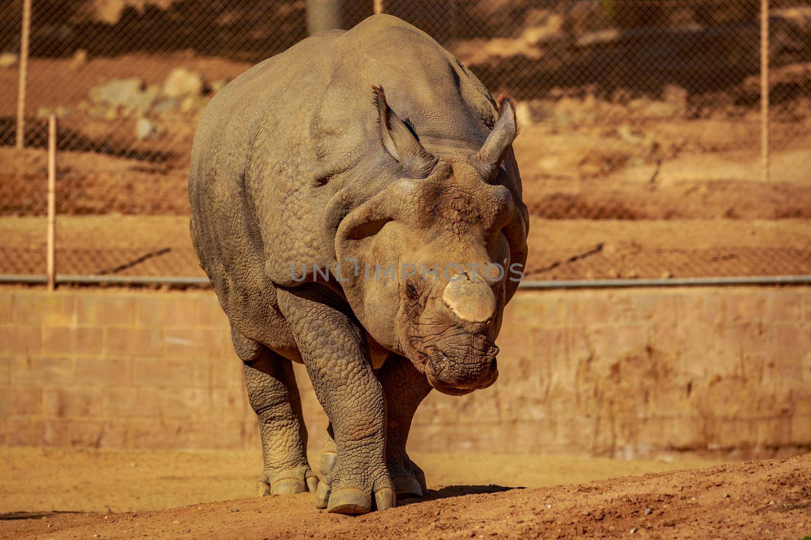 Single Indian Rhinoceros walks in the park