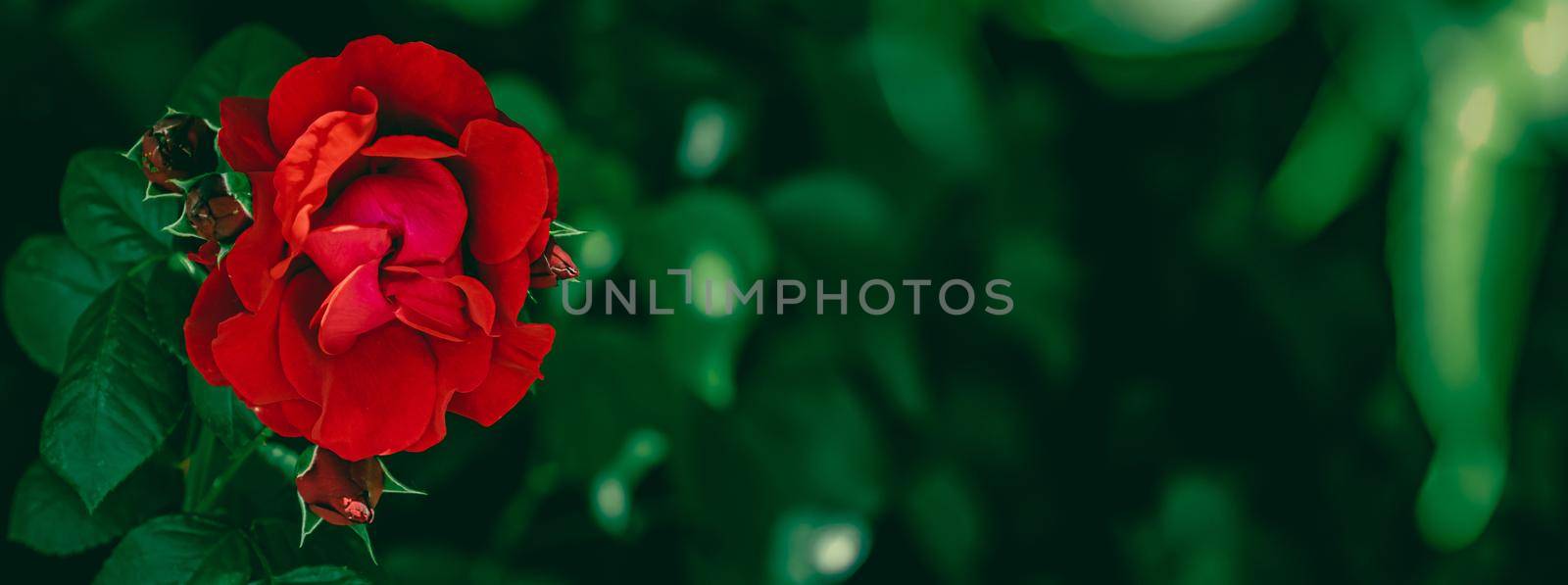 Red roses in beautiful flower garden as floral background by Anneleven