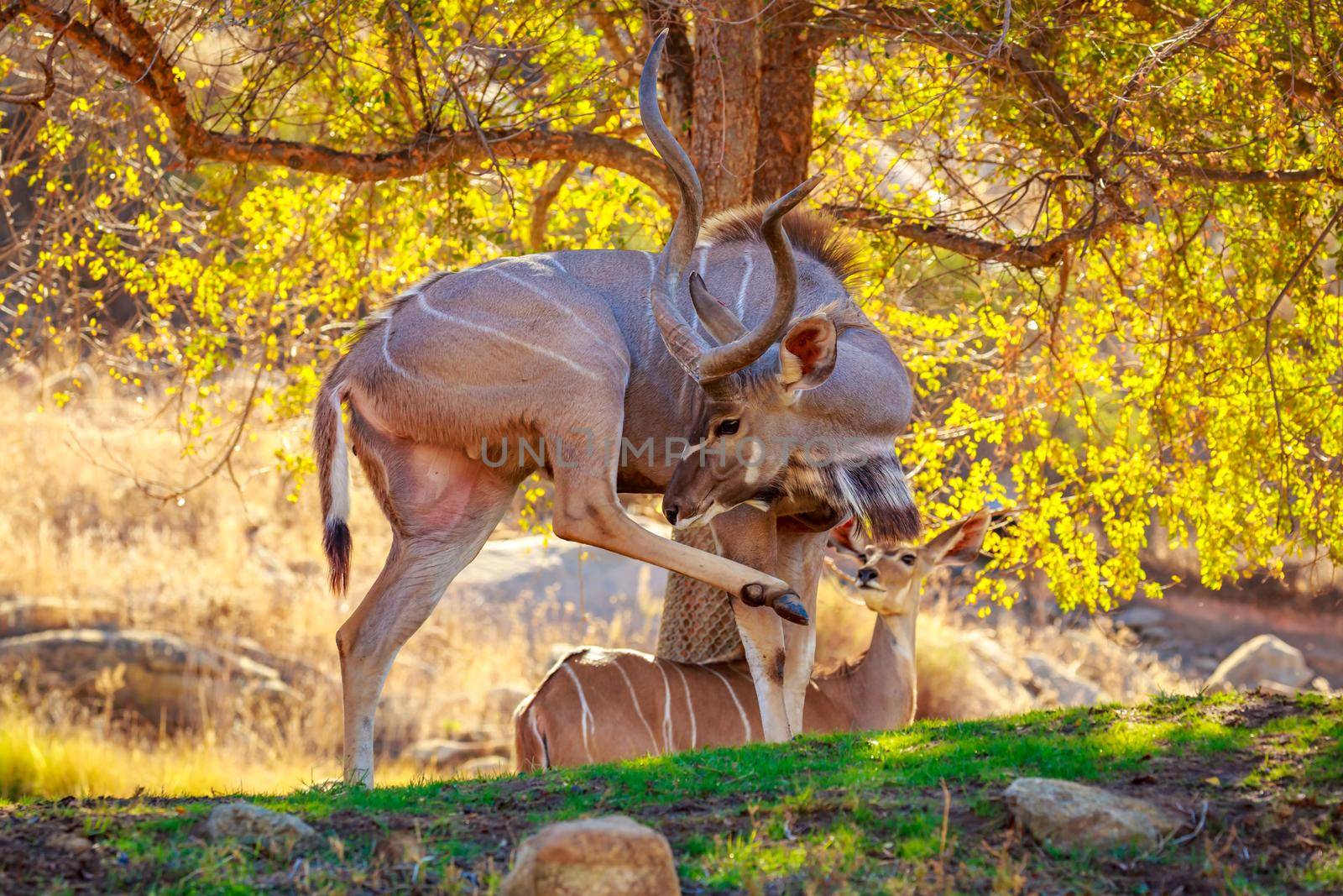 Greater Kudu rest in the shade of tree