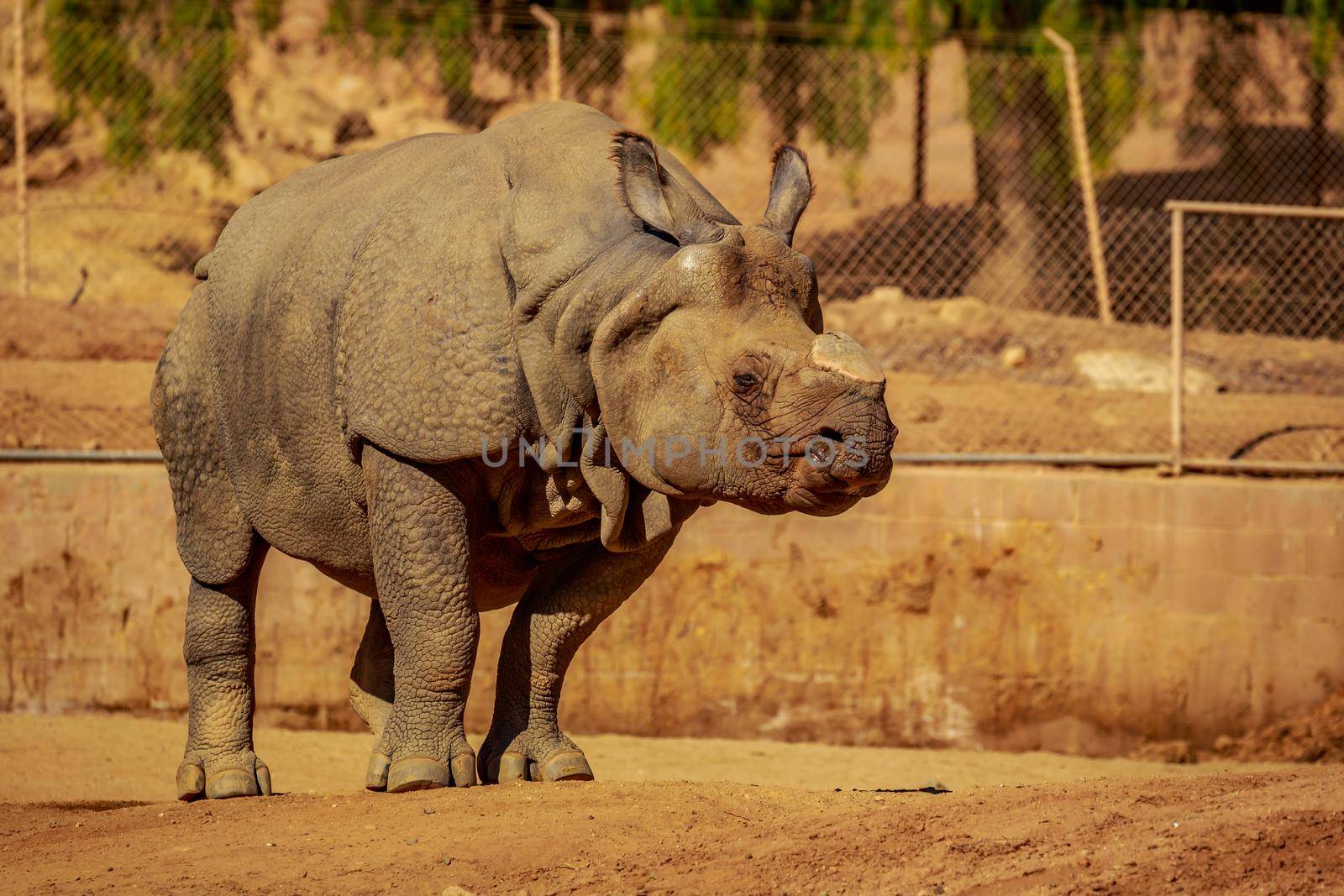 Indian Rhinoceros without horn by gepeng