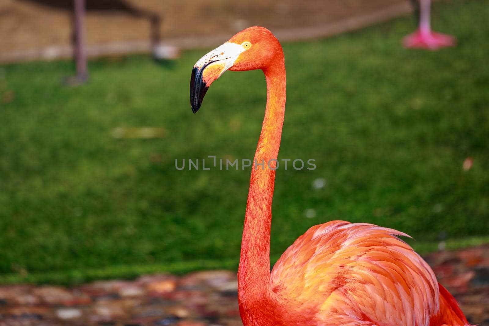 Flamboyance of Flamingos by gepeng