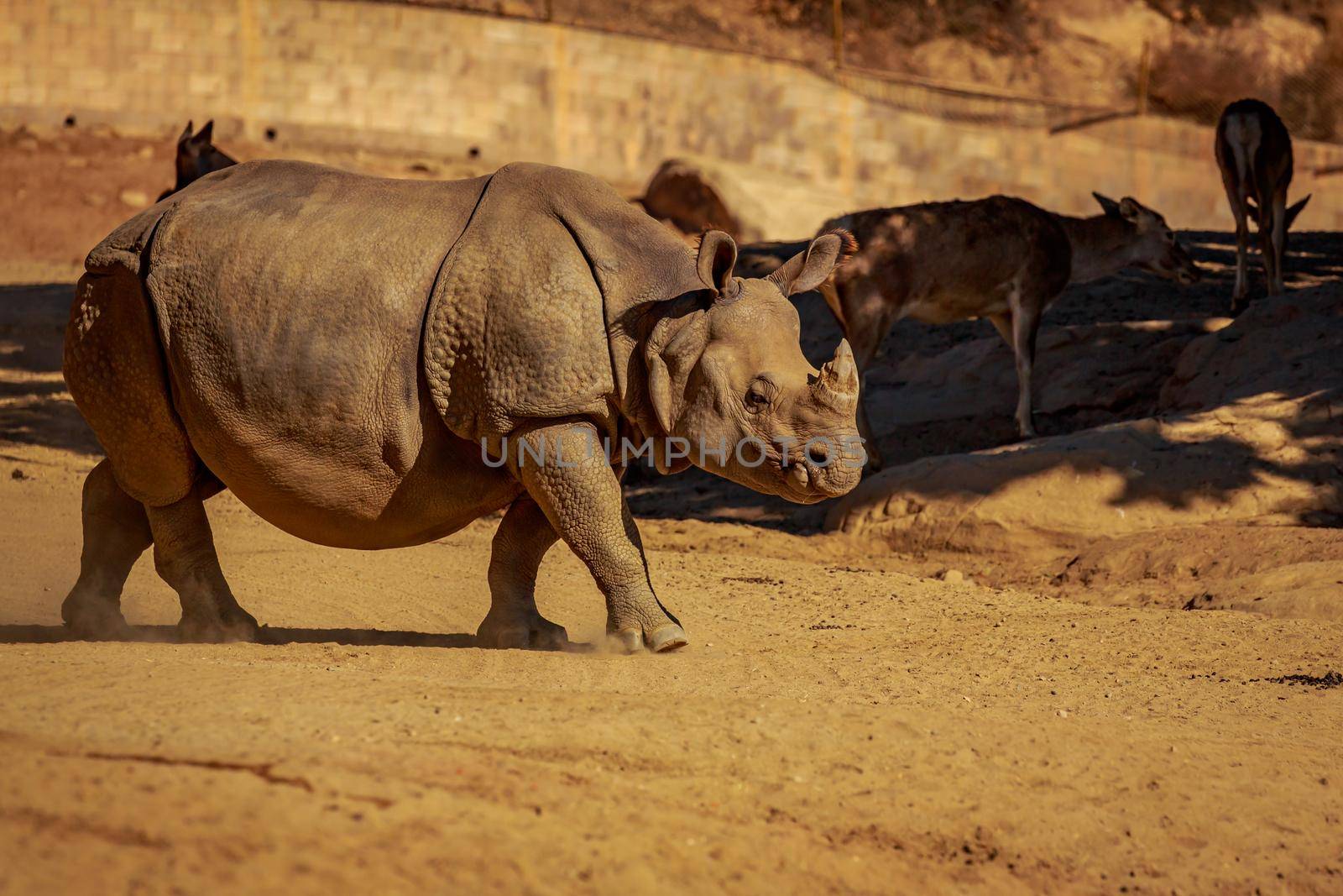 Single Indian Rhinoceros walks in the park.