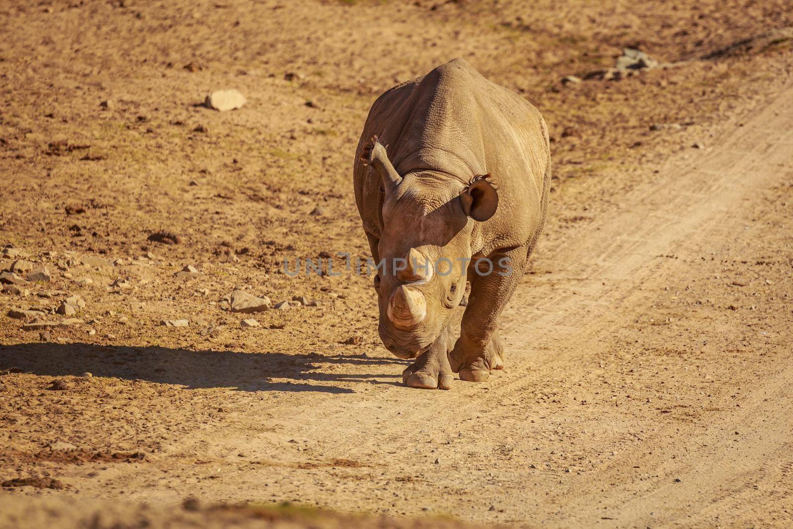 White Rhinoceros walks across the plain