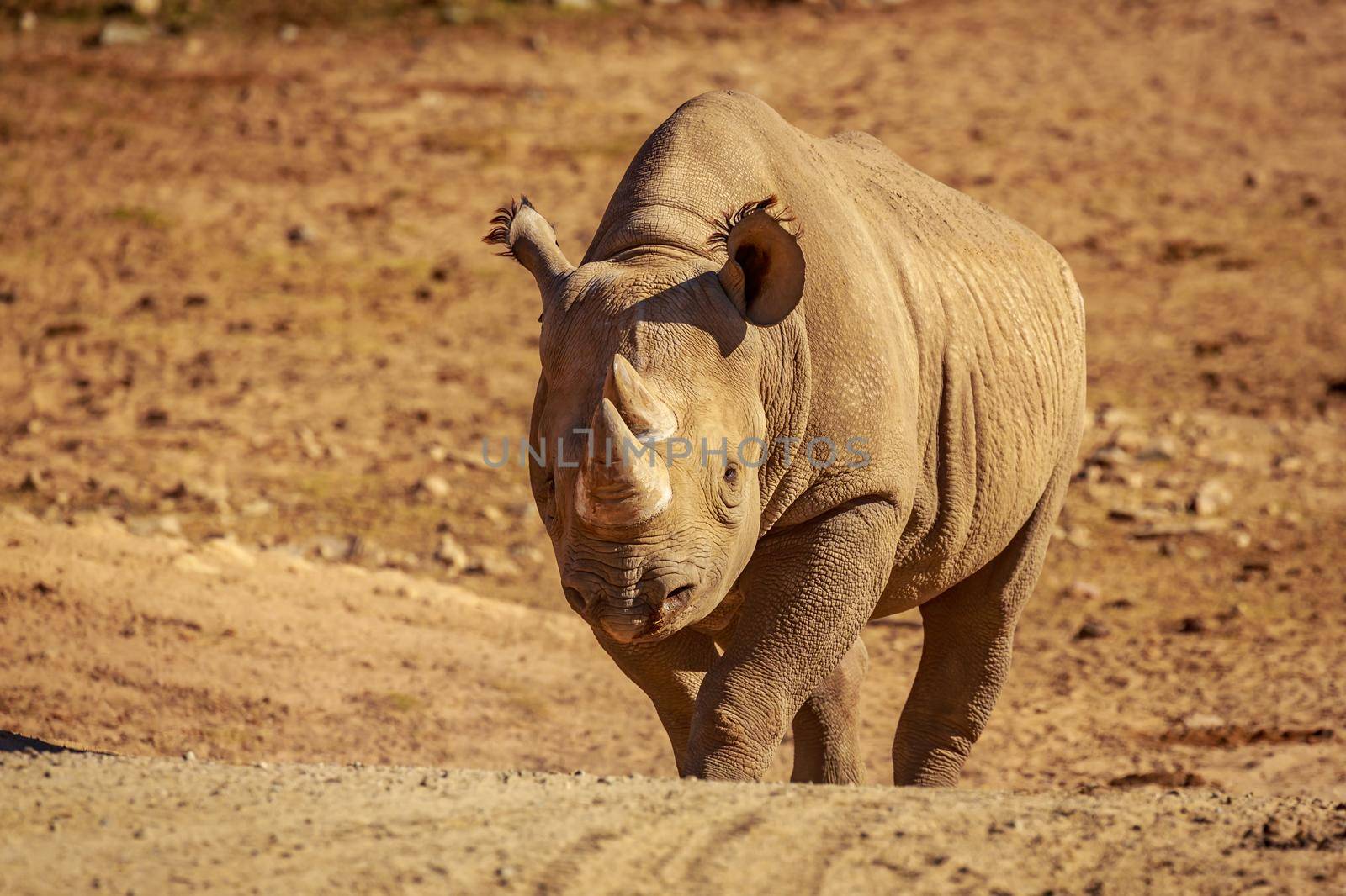 White Rhinoceros by gepeng