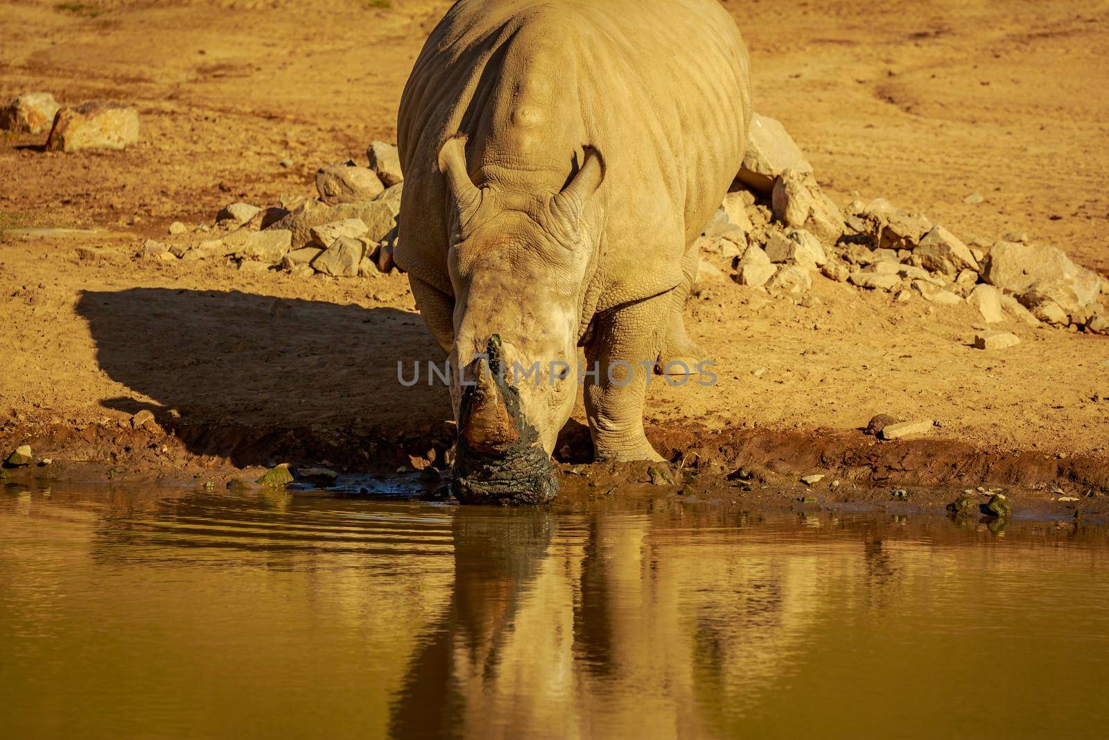 White Rhinoceros with mud on horn, after drinking in the river