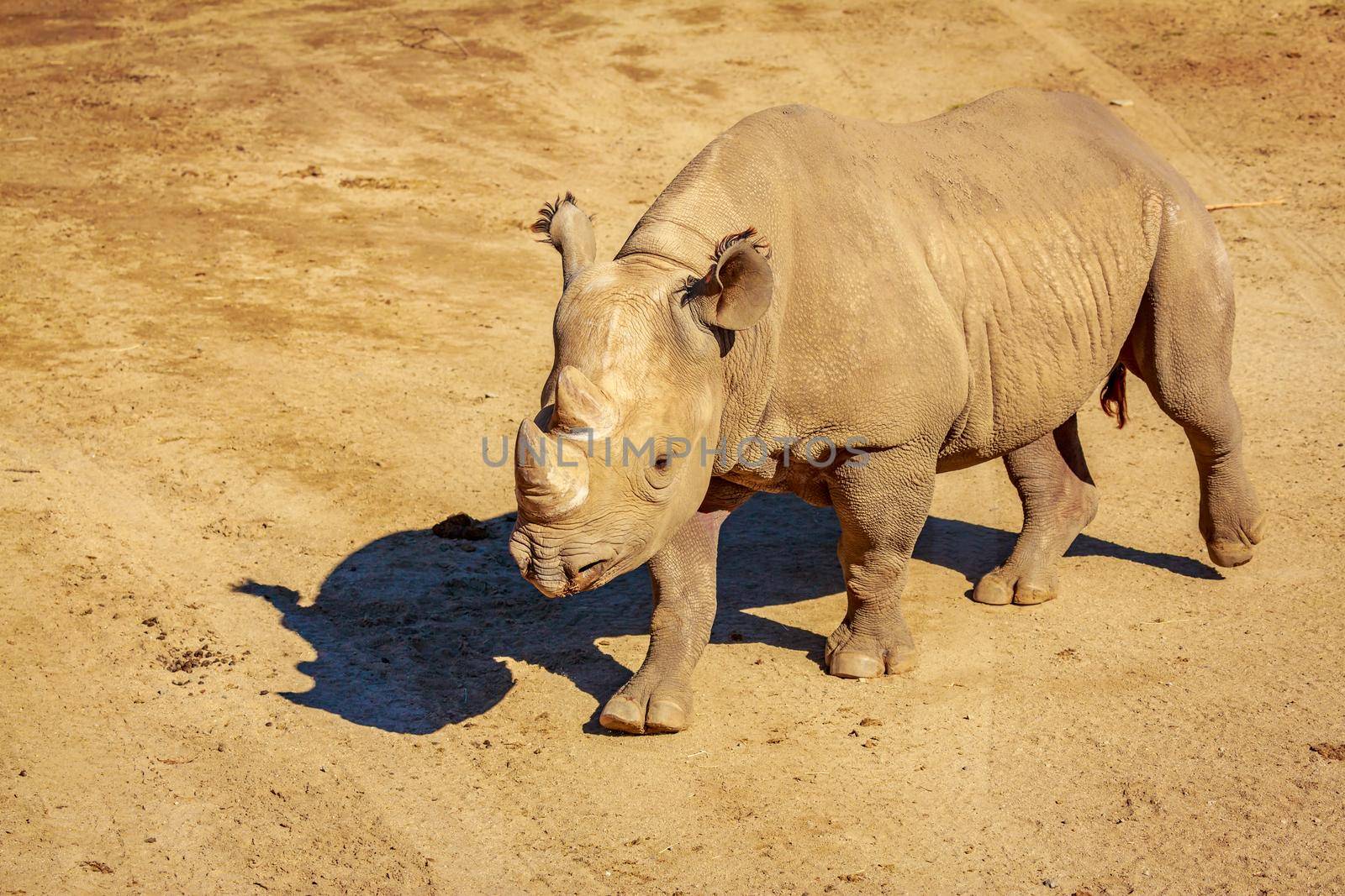 White Rhinoceros by gepeng