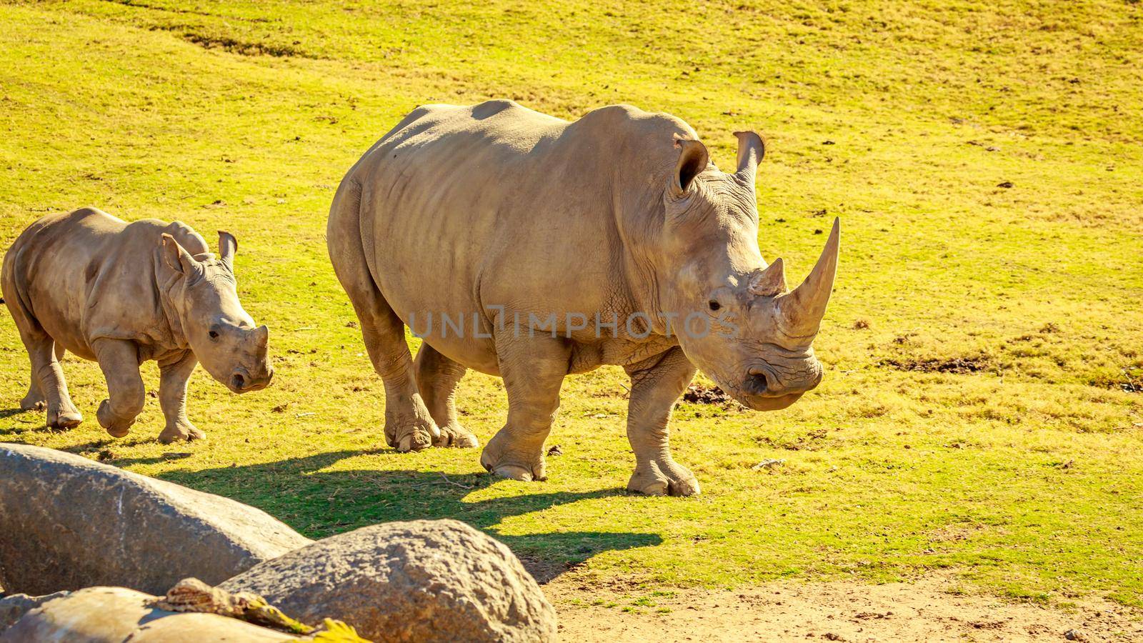 White Rhinoceros by gepeng