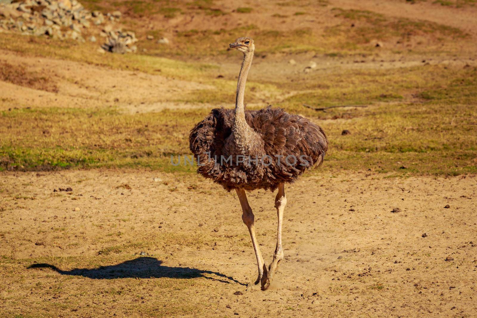 Wild Ostrich by gepeng