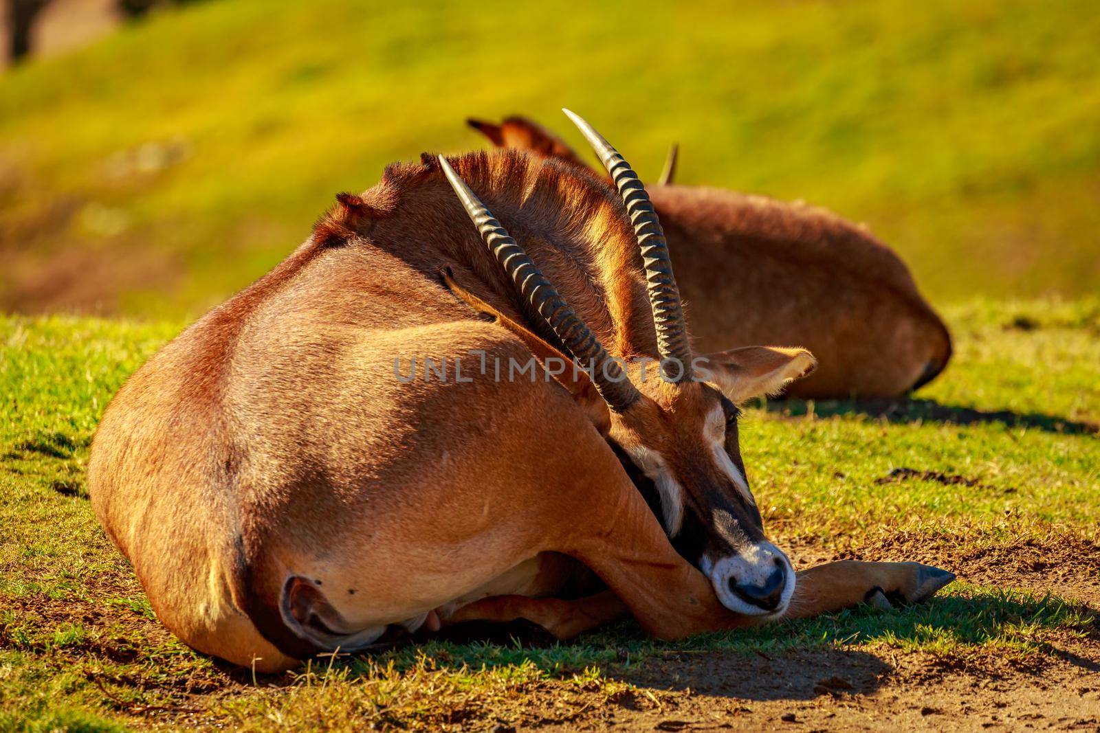 Group of Roan Antelope rest in circle, each facing different direction as safeguarding