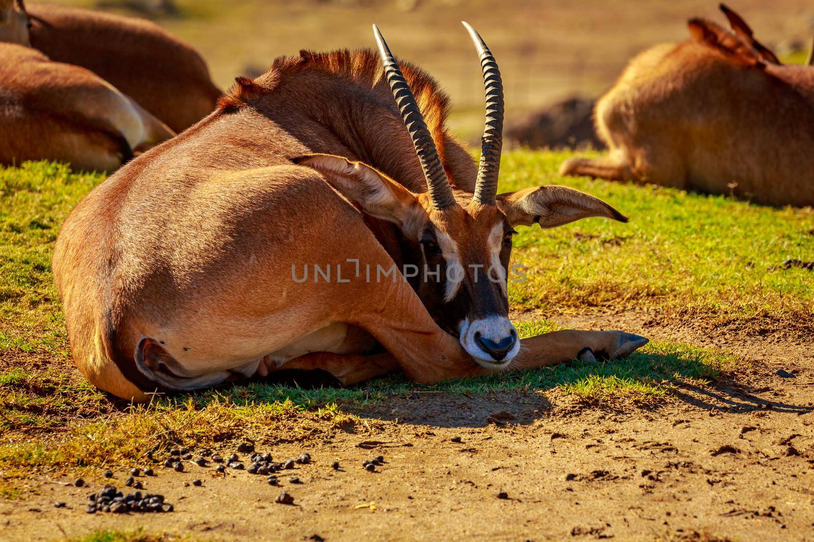 Group of Roan Antelope rest in circle, each facing different direction as safeguarding