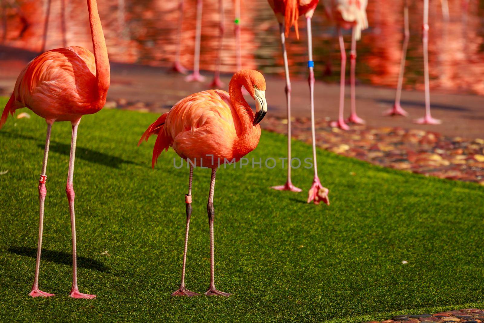 A group of American Flamingos wade in water.