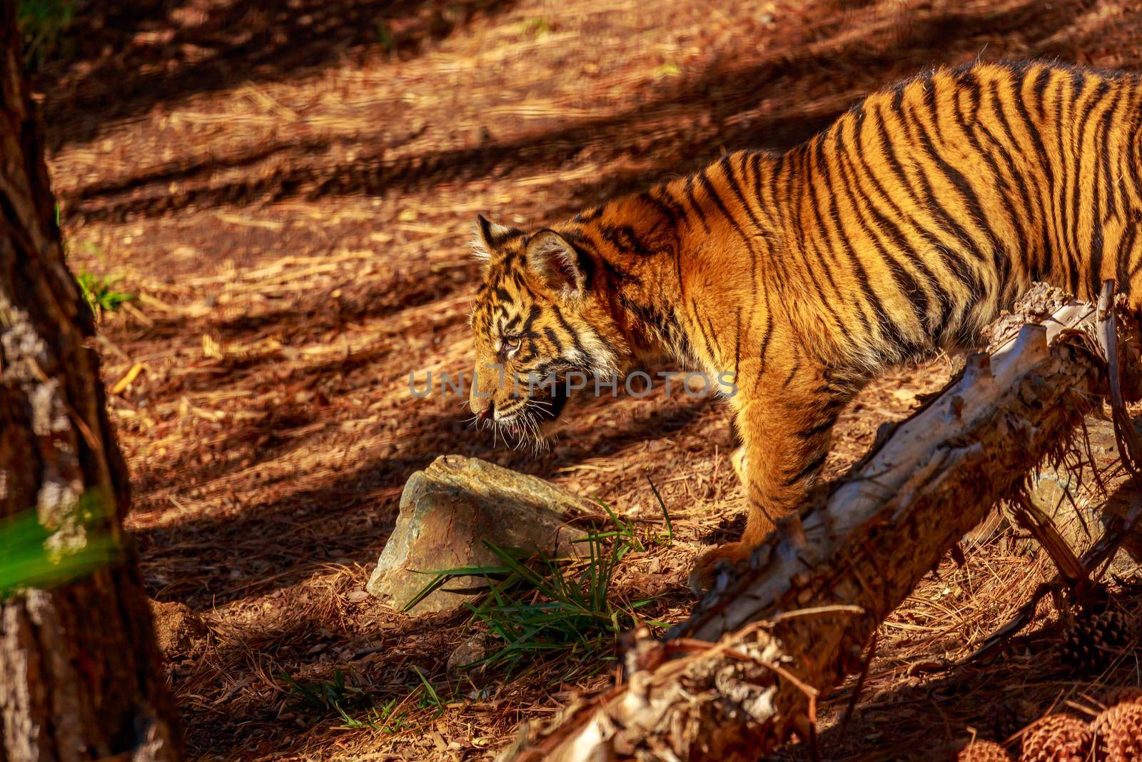 Sumatran tiger wanders through the woods.