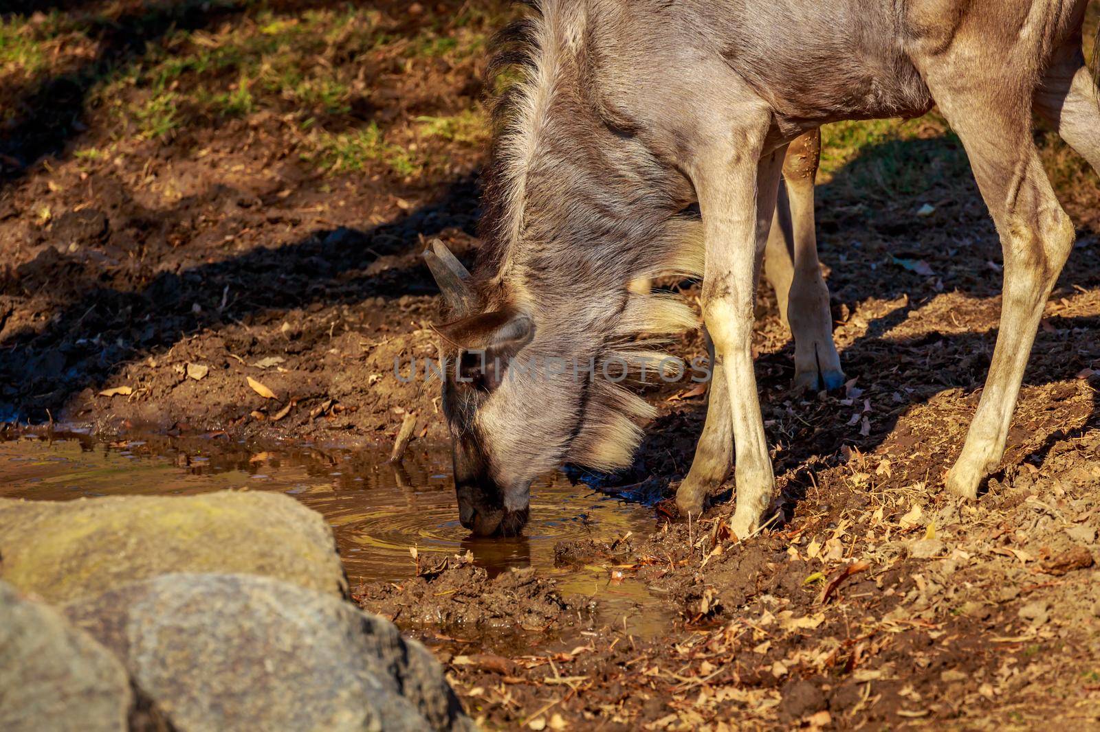 Close-up portrait of blue wildebeest in its habitat.