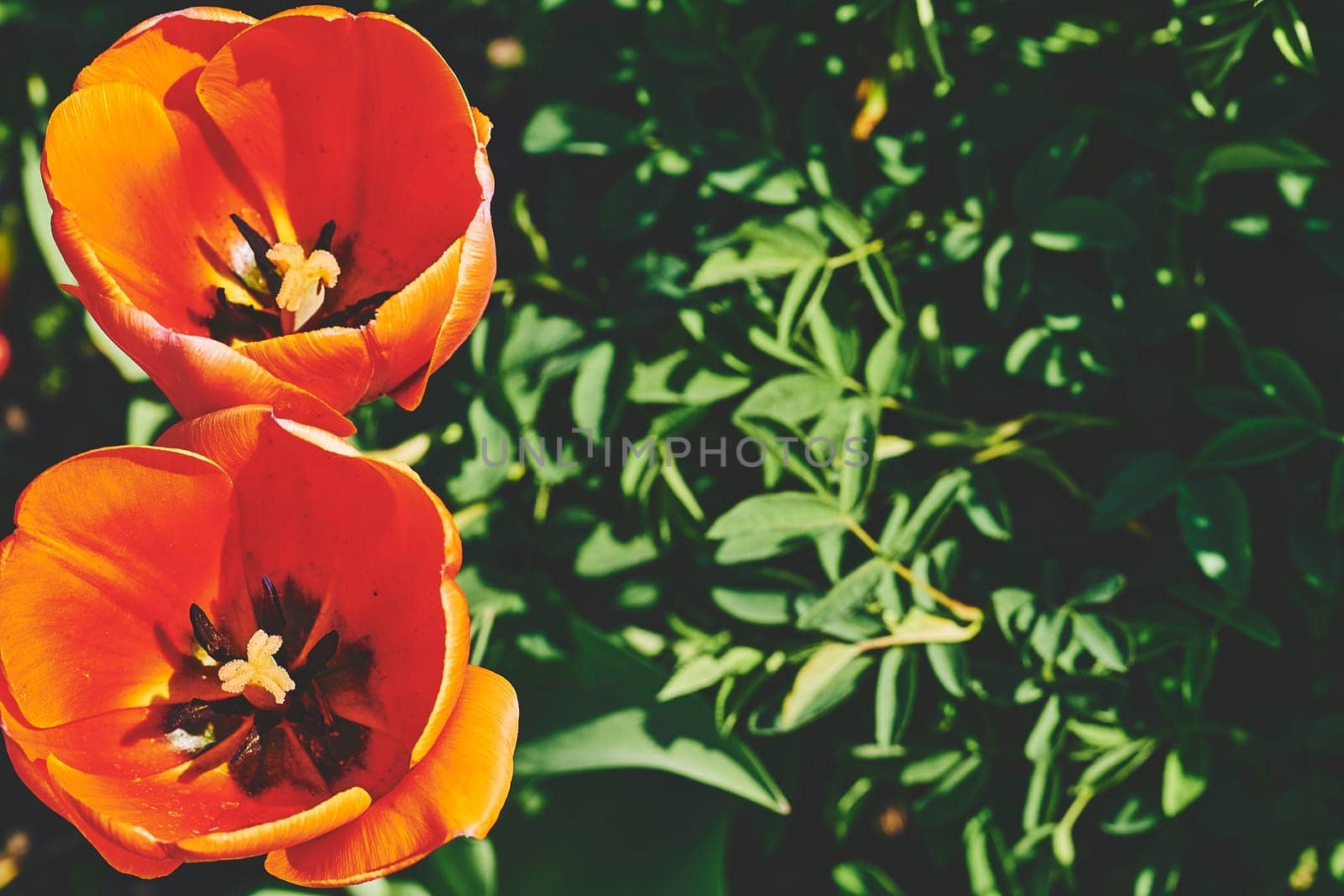 a bulbous spring flowering plant of the lily family, with boldly colored cup shaped flowers